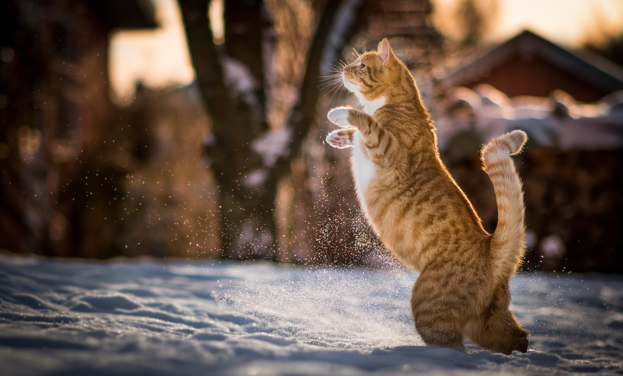 PCデスクトップに動物, ネコ, 猫画像を無料でダウンロード