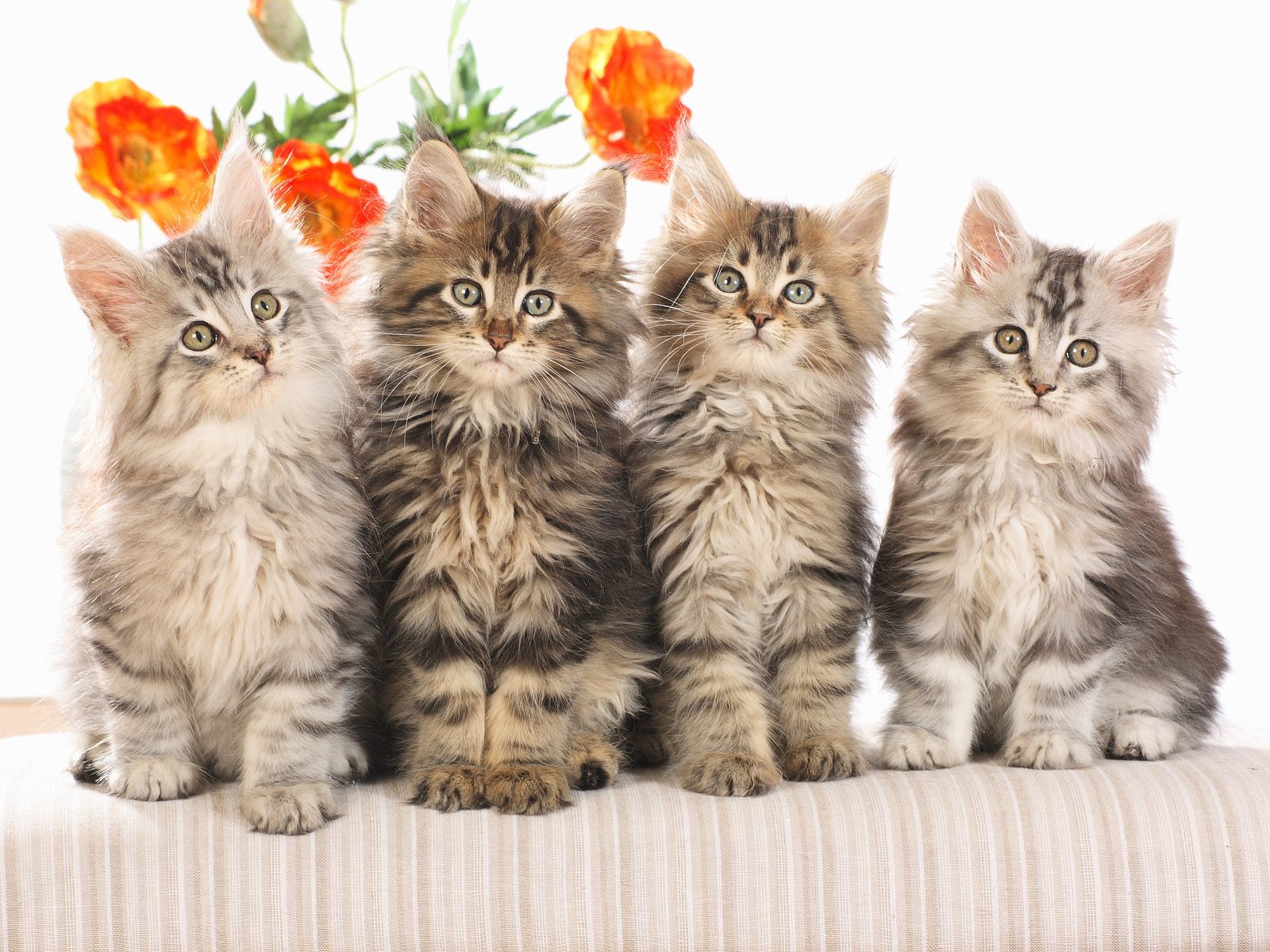 Handy-Wallpaper Tiere, Katzen, Katze kostenlos herunterladen.