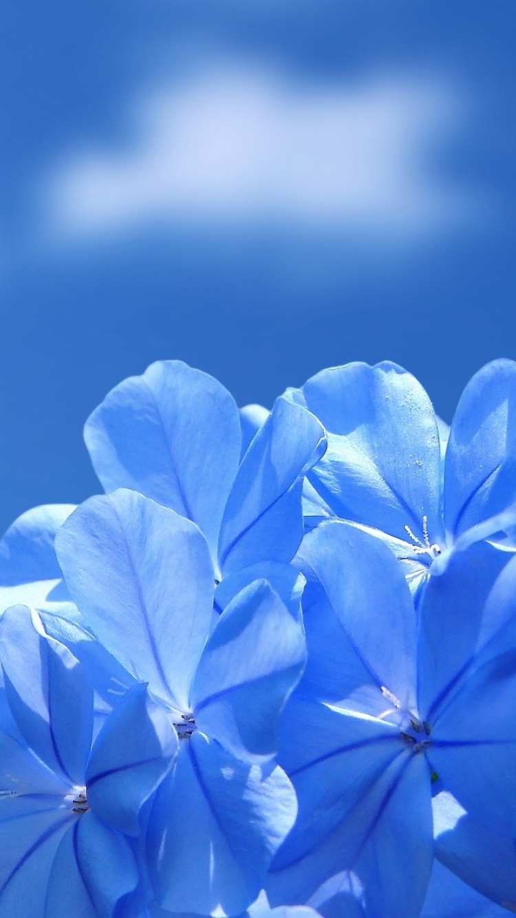 Handy-Wallpaper Blumen, Blume, Erde/natur, Blaue Blume kostenlos herunterladen.