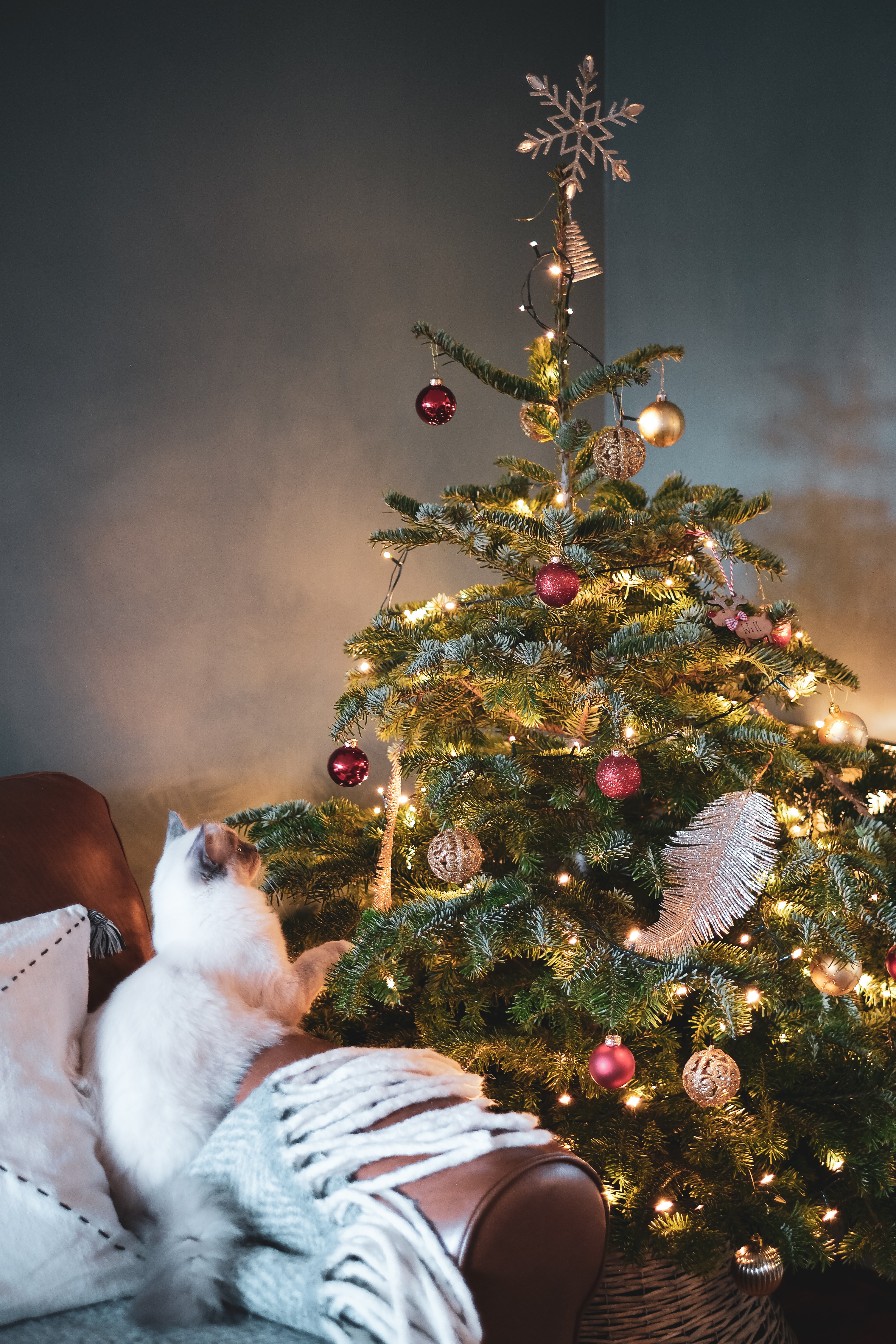 holidays, new year, decorations, cat, christmas, christmas tree