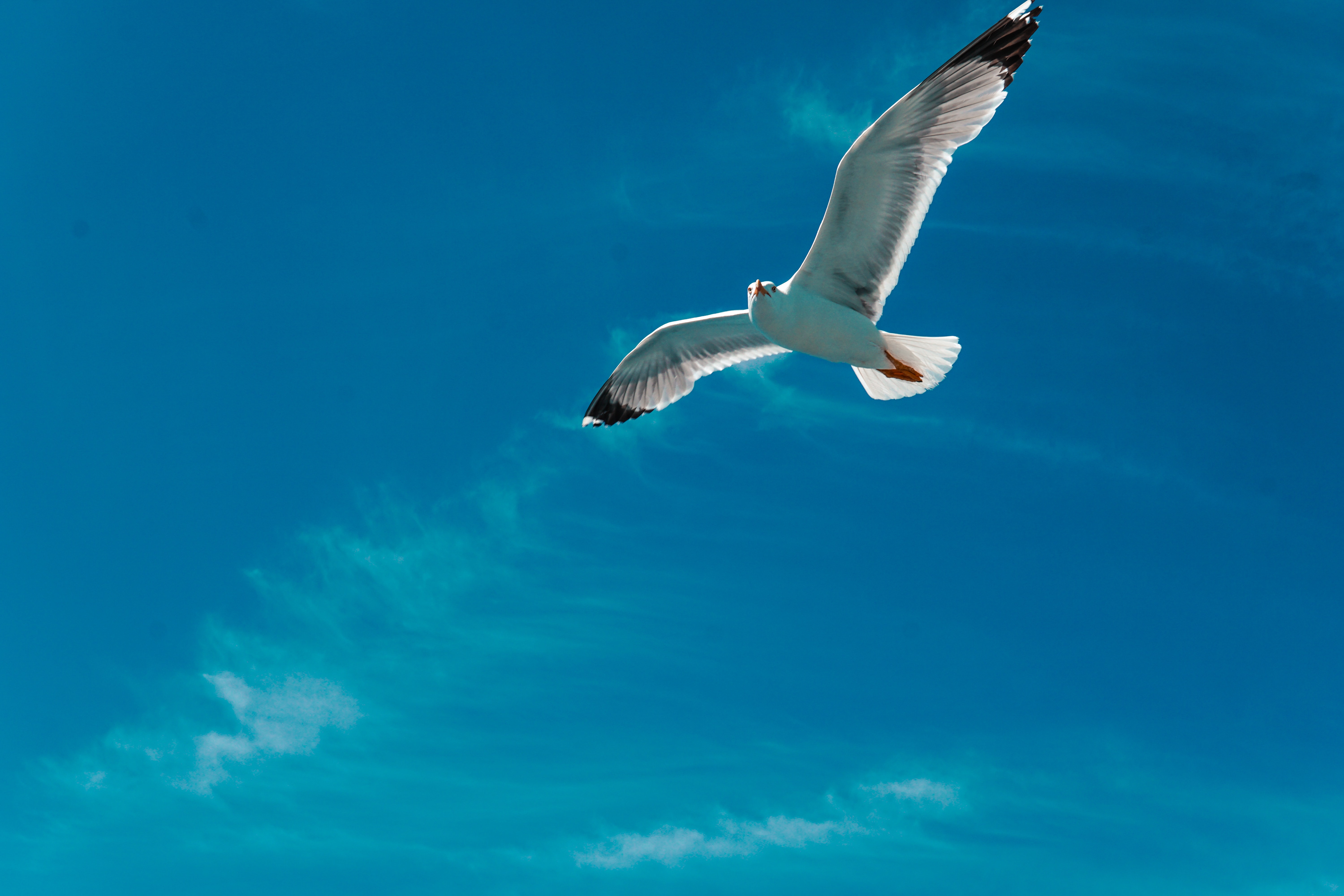 Cool Wallpapers animals, sky, clouds, bird, flight, gull, seagull, wings