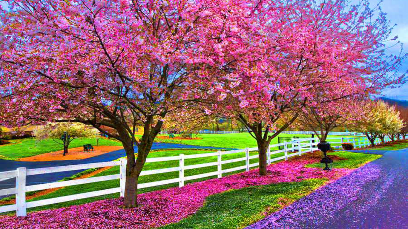 605686 скачать картинку весна, сделано человеком, изгородь, цветок - обои и заставки бесплатно