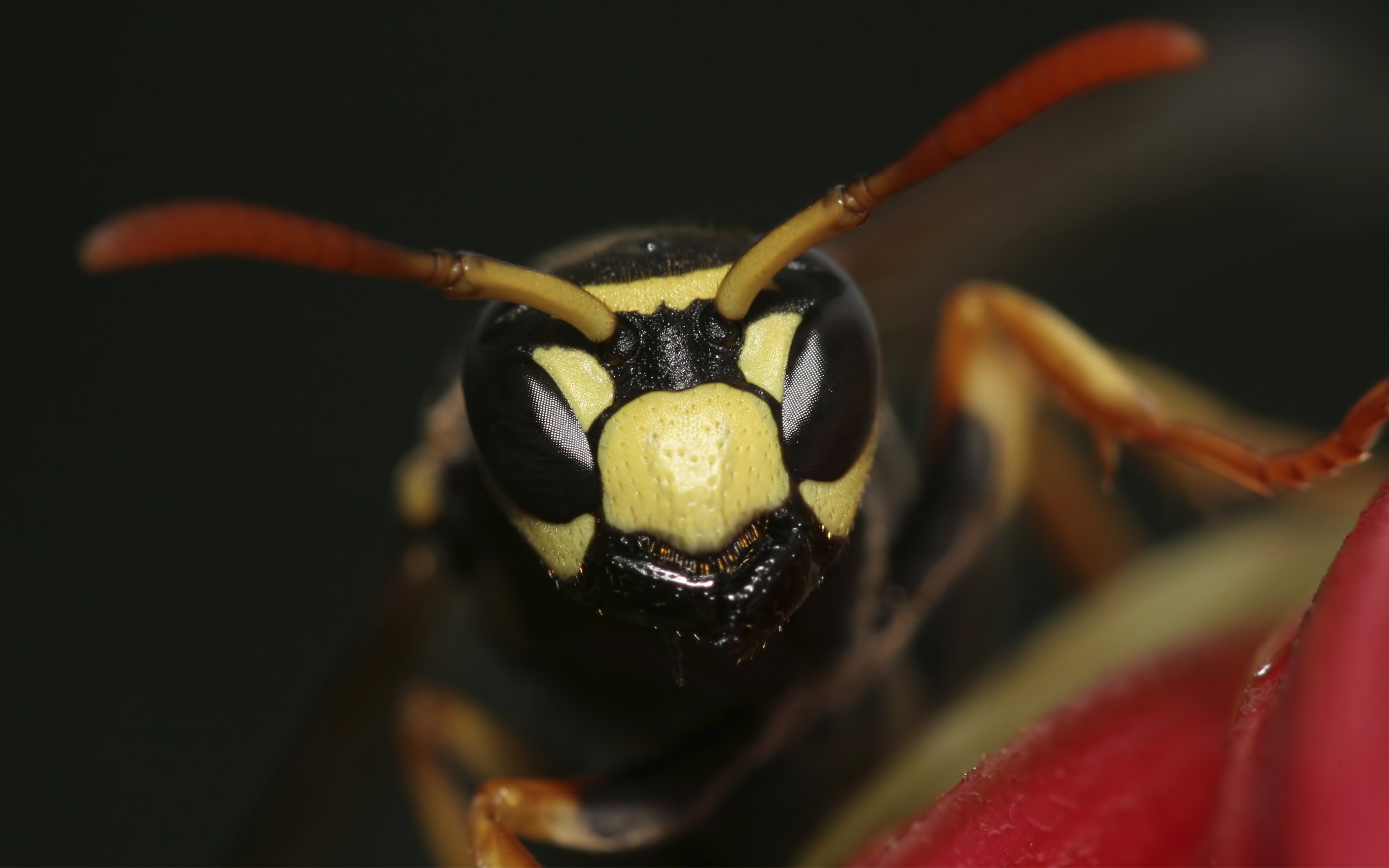 276507 baixar imagens animais, vespa, insetos - papéis de parede e protetores de tela gratuitamente