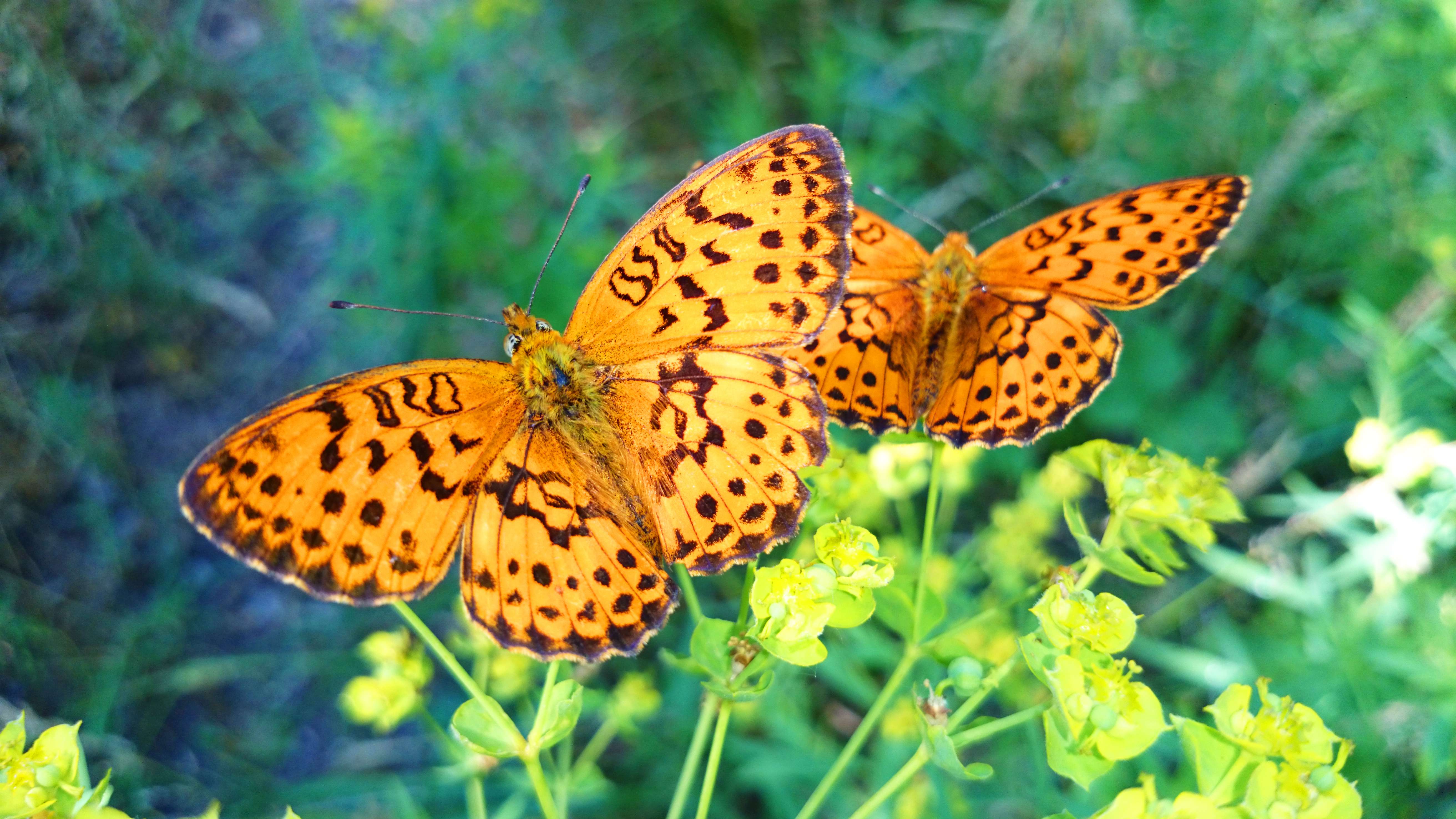 Handy-Wallpaper Tiere, Schmetterlinge, Insekt, Planze kostenlos herunterladen.
