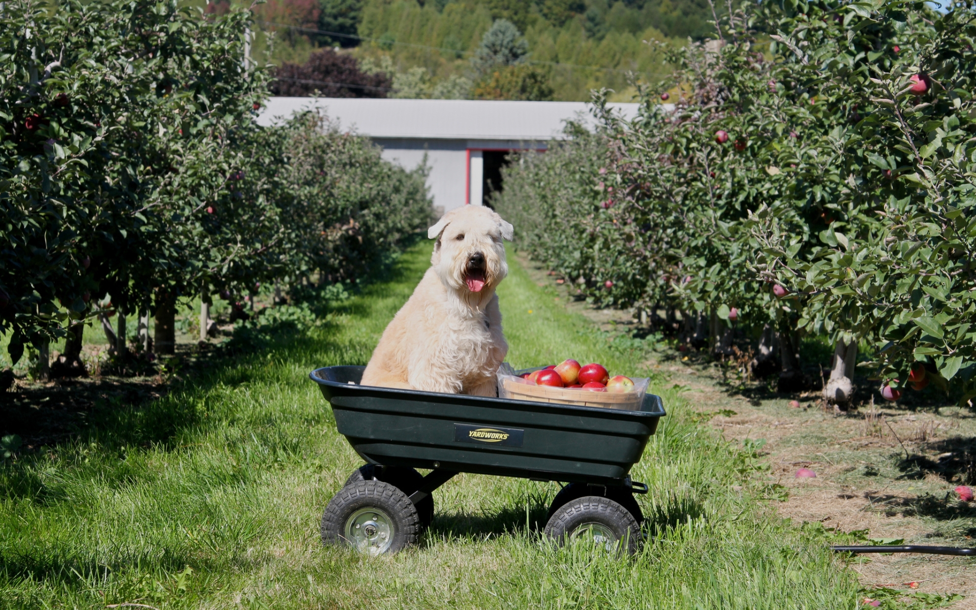 Baixe gratuitamente a imagem Animais, Cães, Cão na área de trabalho do seu PC