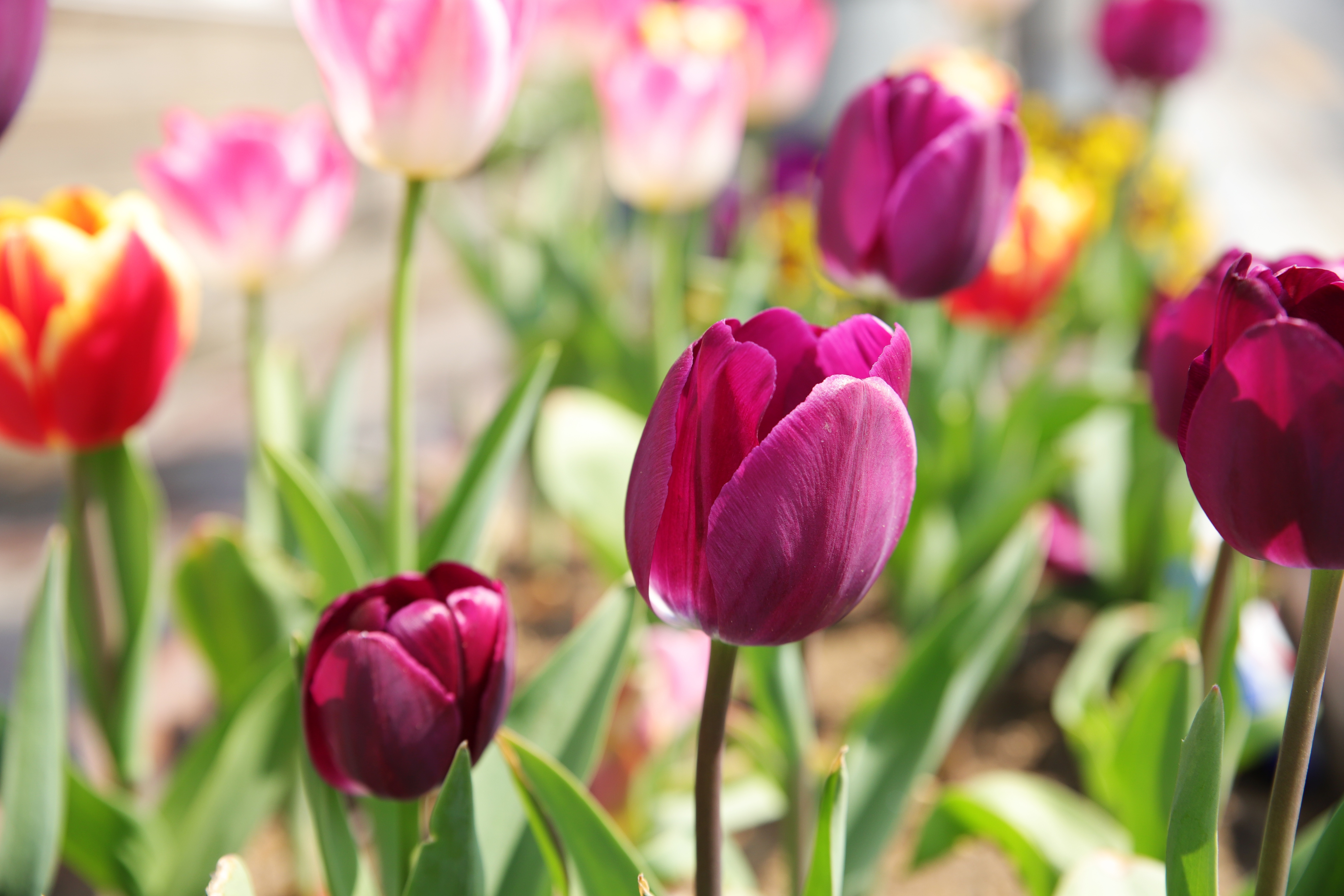 Скачати мобільні шпалери Квітка, Земля, Весна, Тюльпан безкоштовно.