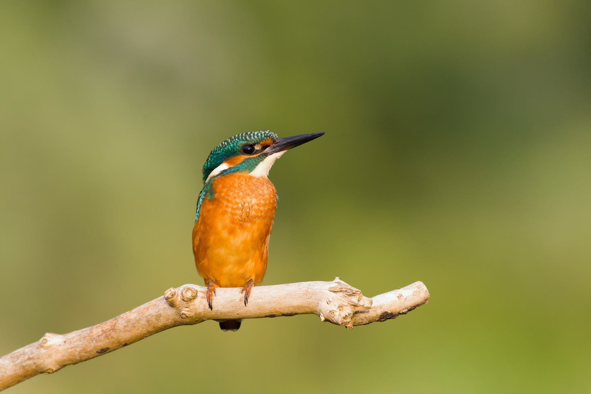Download mobile wallpaper Kingfisher, Birds, Animal for free.