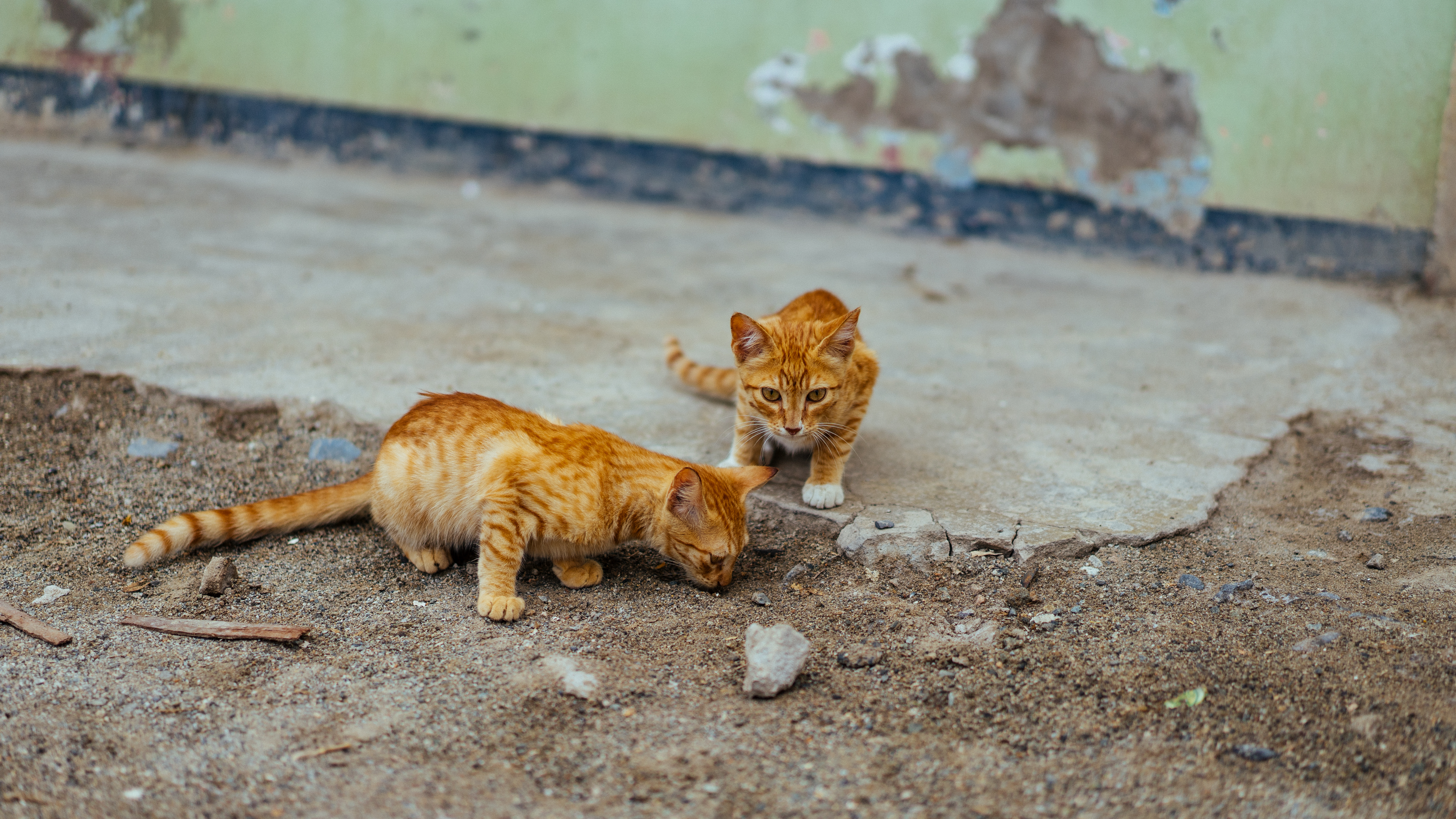 96200 baixar imagens animais, gatos, casal, par, listrado, gatinhos - papéis de parede e protetores de tela gratuitamente