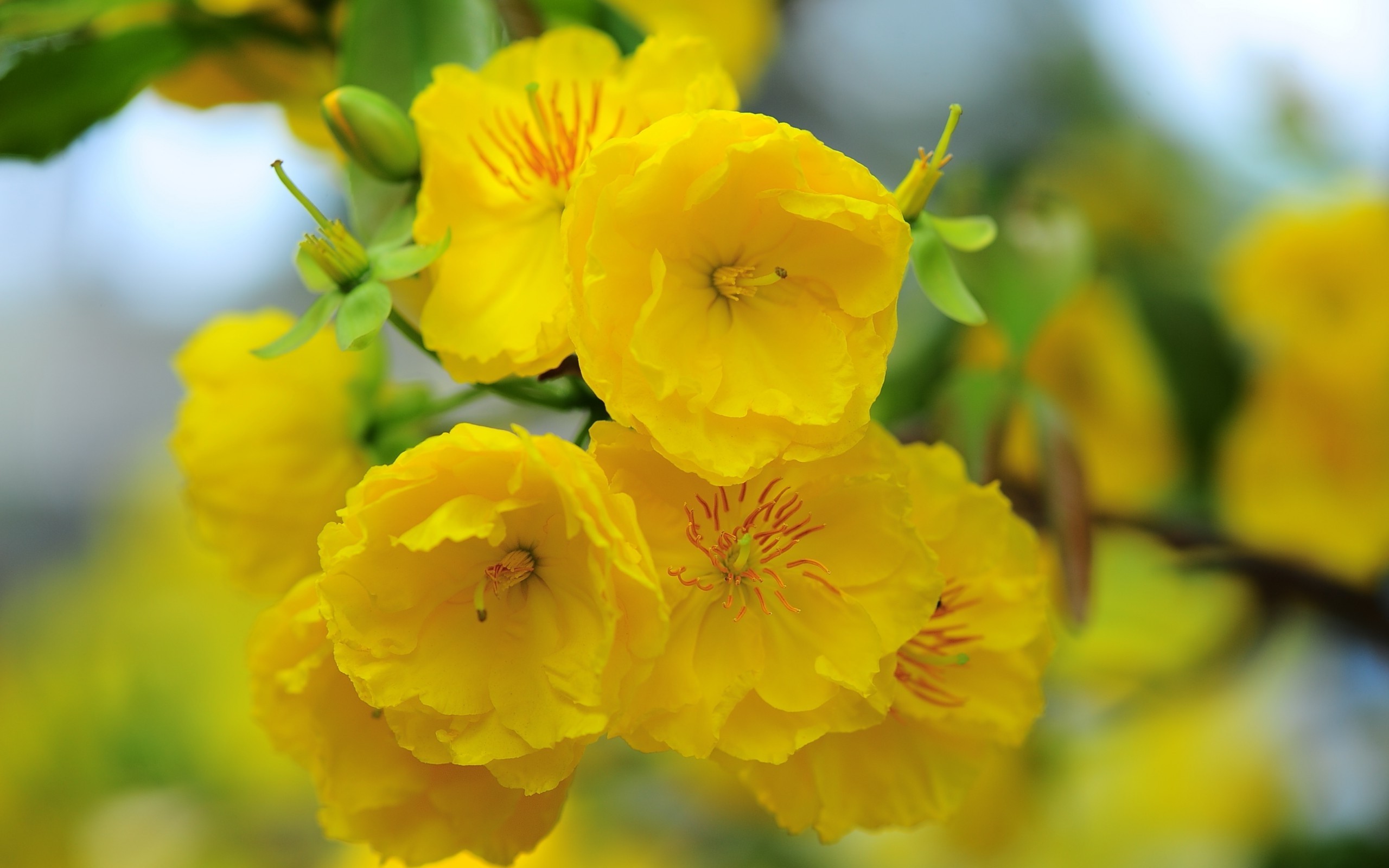 Free download wallpaper Flowers, Flower, Earth, Yellow Flower, Blossom on your PC desktop