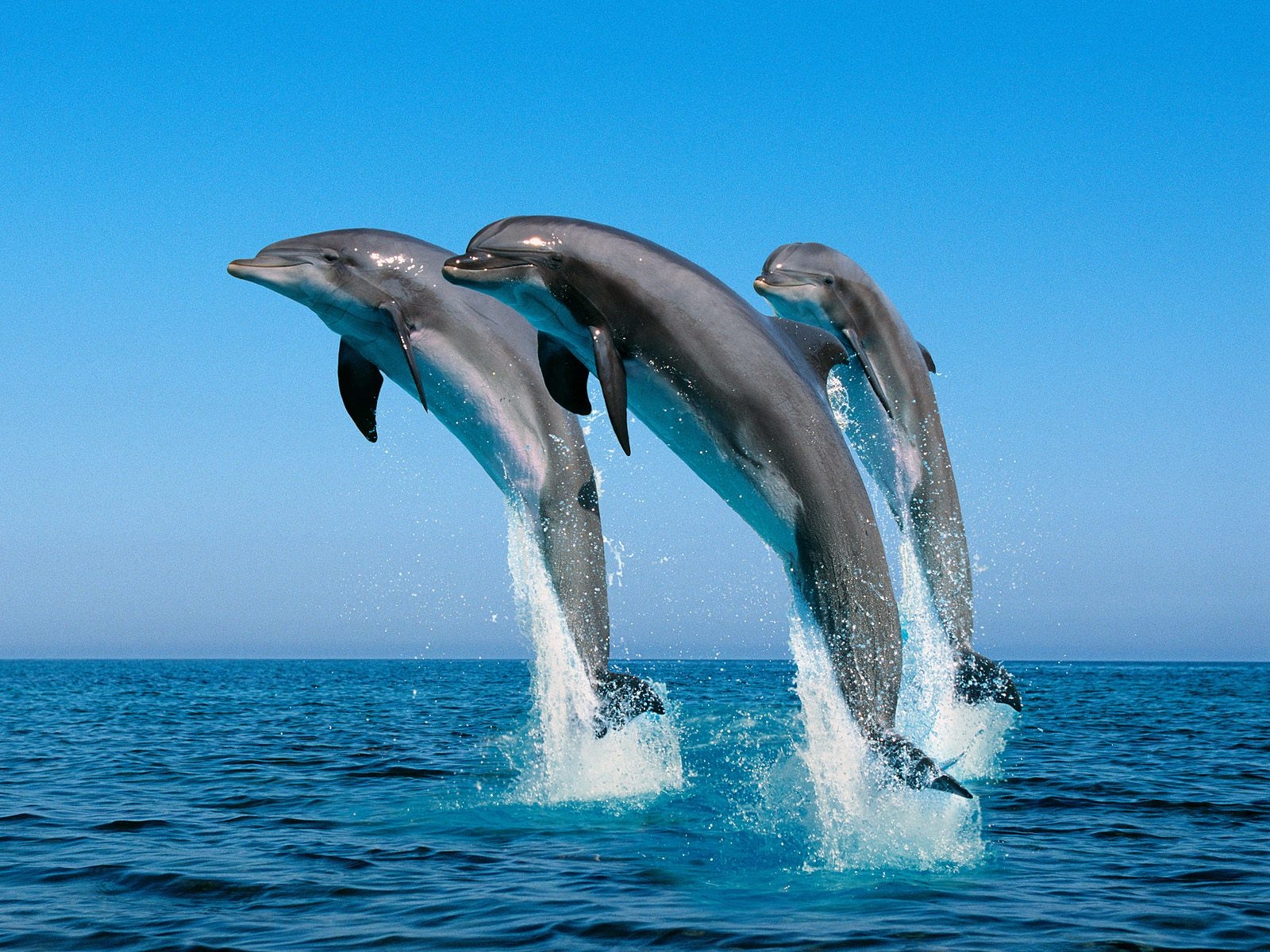 Free download wallpaper Animal, Dolphin on your PC desktop