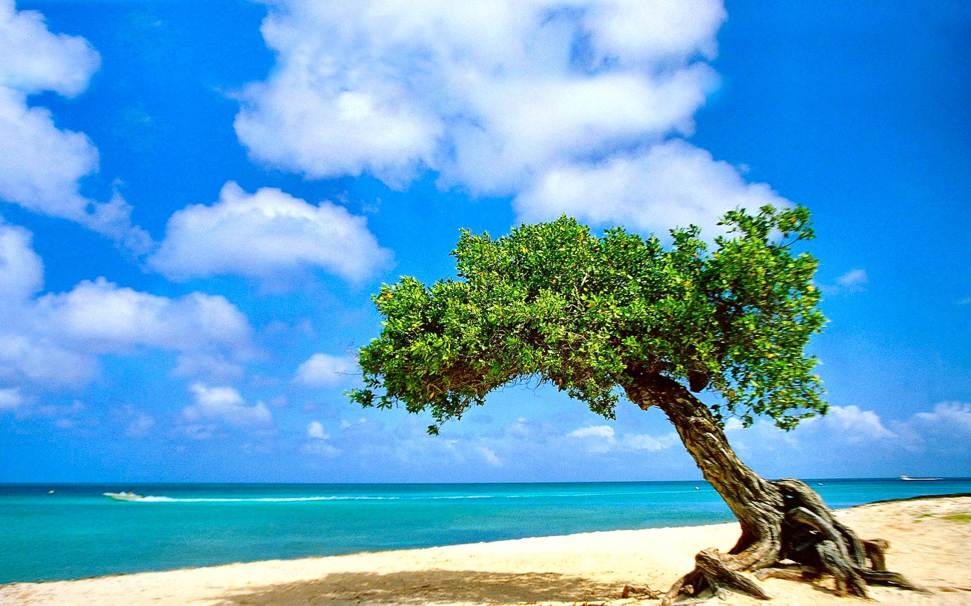 555294 завантажити шпалери земля, скручене дерево, аруба, пляжний, хмара, горизонт, тропічний - заставки і картинки безкоштовно