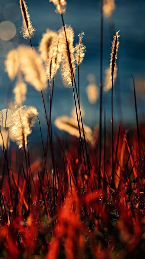 Handy-Wallpaper Natur, Sonnig, Erde/natur, Planze kostenlos herunterladen.