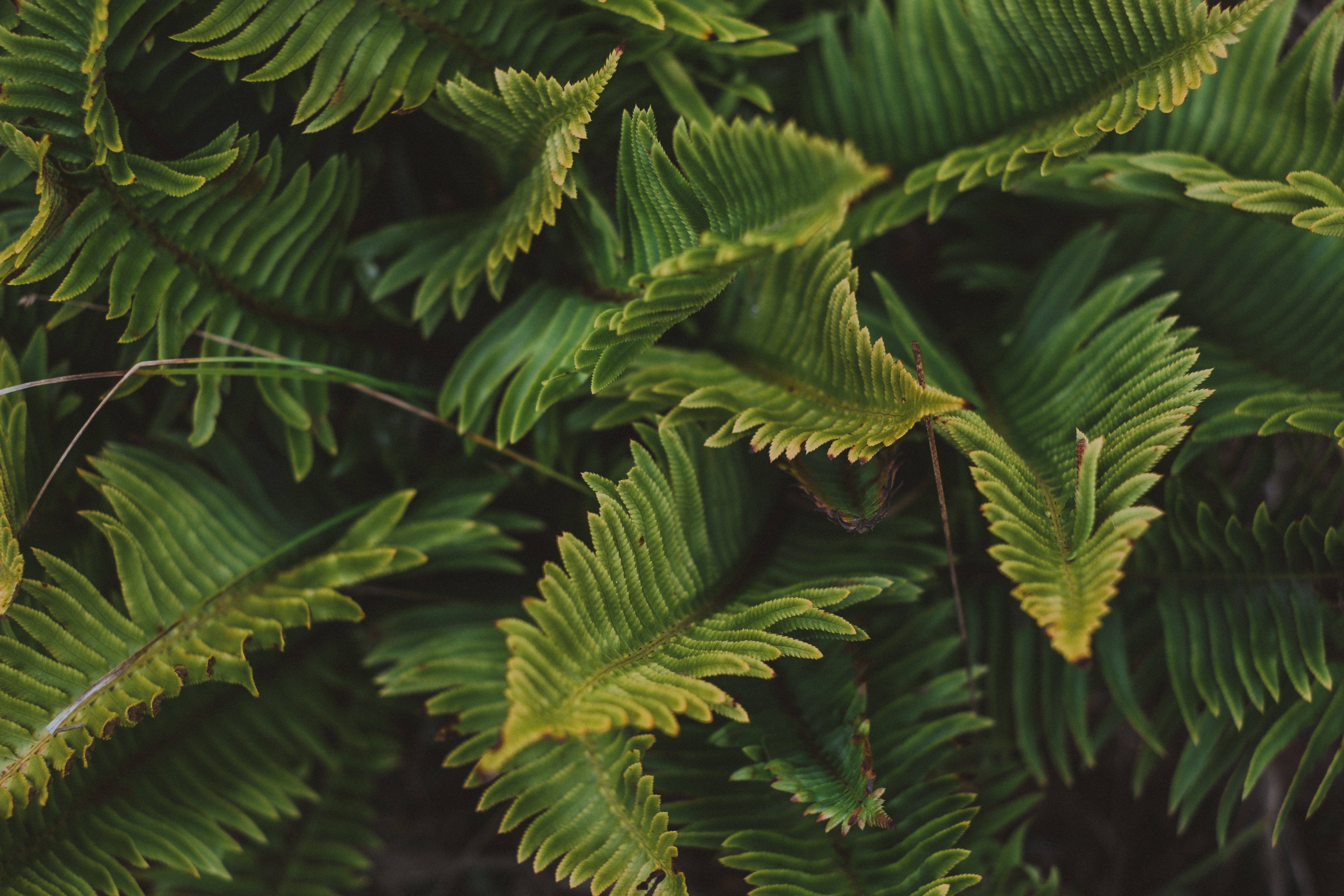 Download mobile wallpaper Macro, Fern, Plant, Leaves for free.