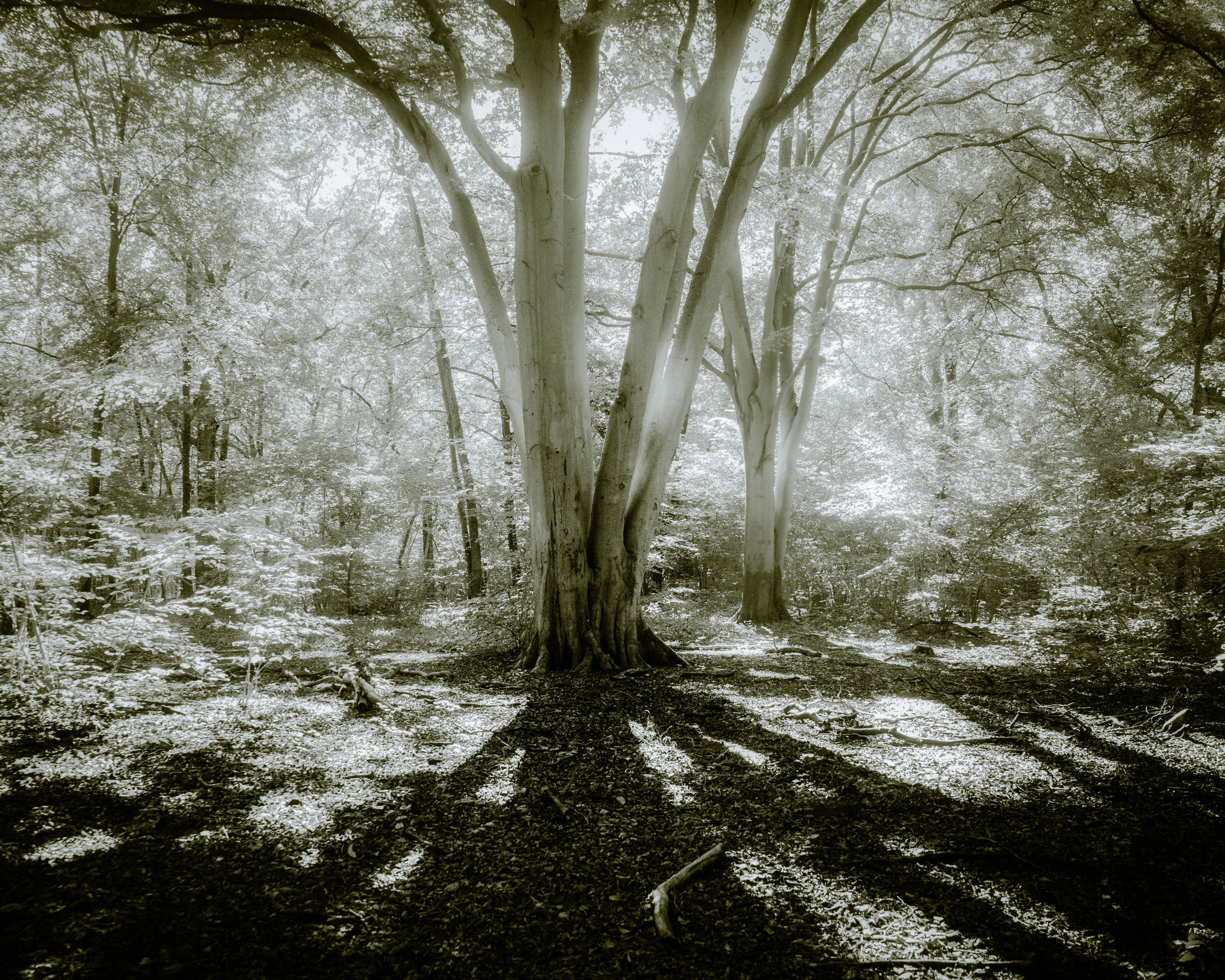 Descarga gratuita de fondo de pantalla para móvil de Naturaleza, Luz, Bosque, Árbol, Tierra/naturaleza.