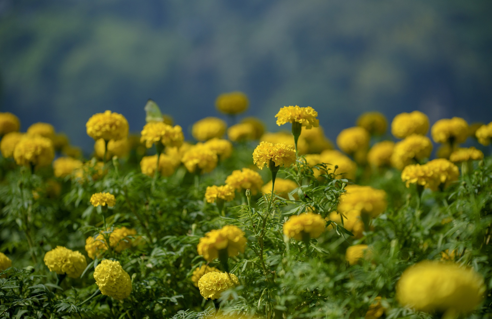 marigold, summer, earth, depth of field, flower, nature, yellow flower, flowers