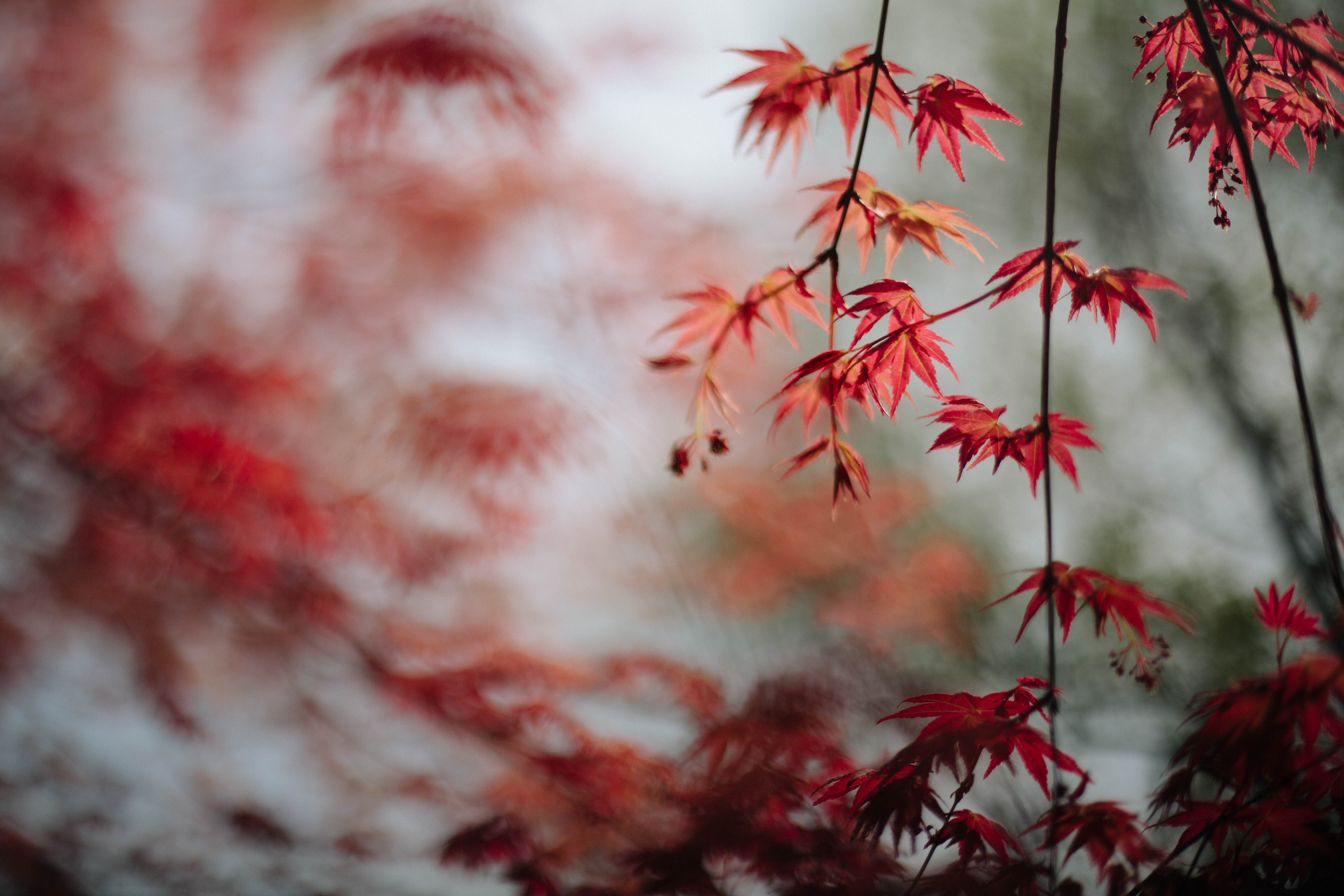 Free download wallpaper Leaves, Macro, Branches, Maple on your PC desktop