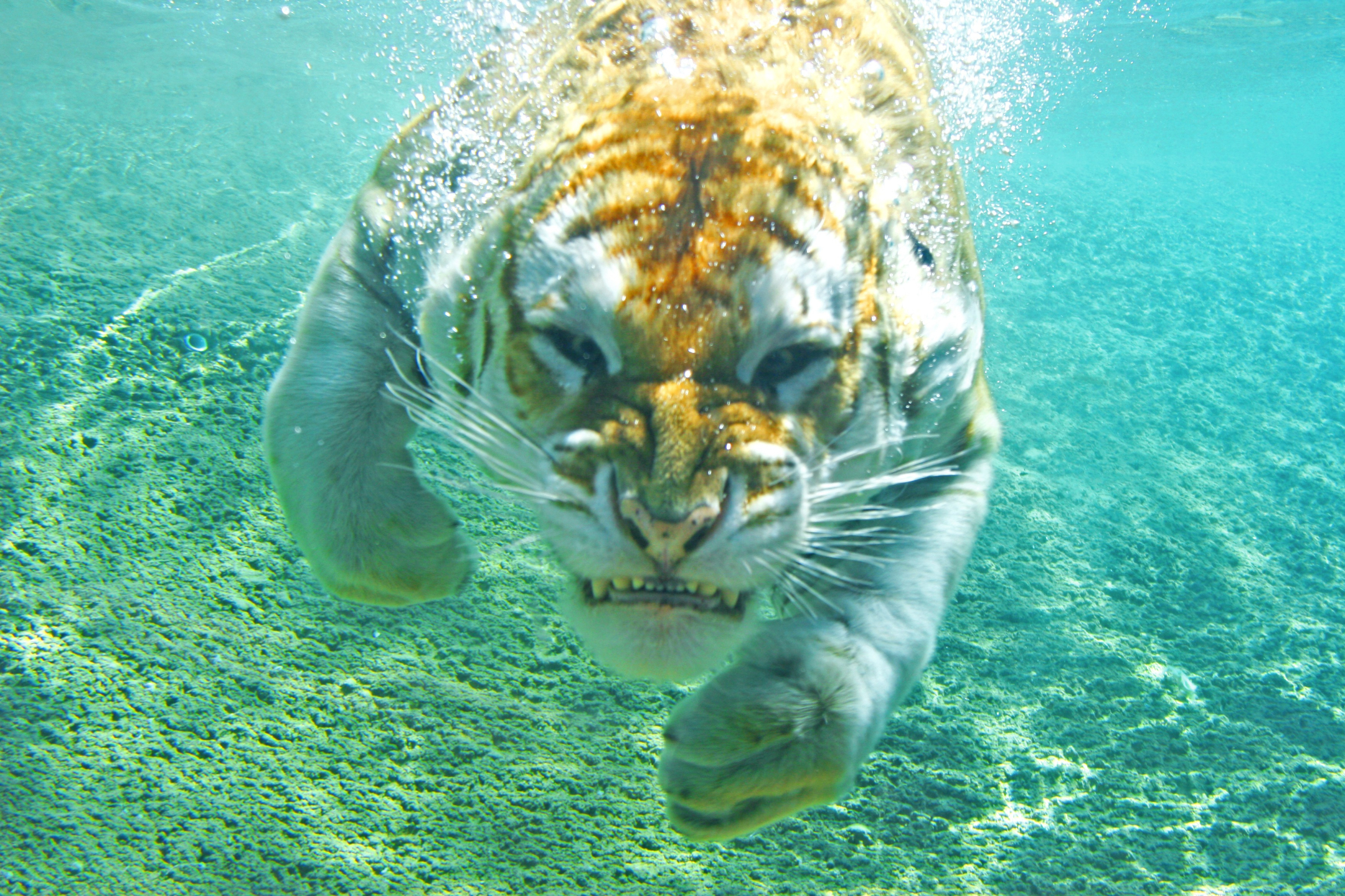 Laden Sie das Tiere, Katzen, Schwimmen, Tiger, Unterwasser-Bild kostenlos auf Ihren PC-Desktop herunter