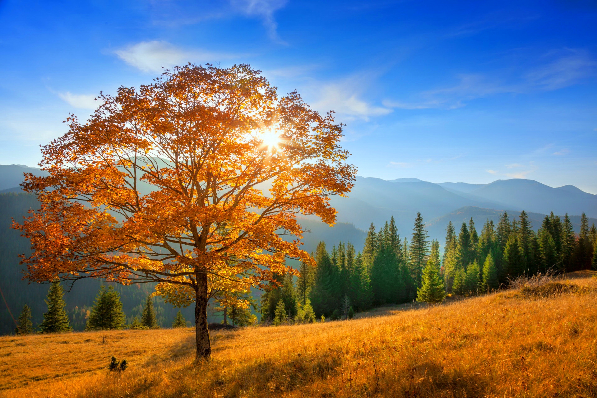 Handy-Wallpaper Bäume, Herbst, Wald, Baum, Gebirge, Erde/natur kostenlos herunterladen.