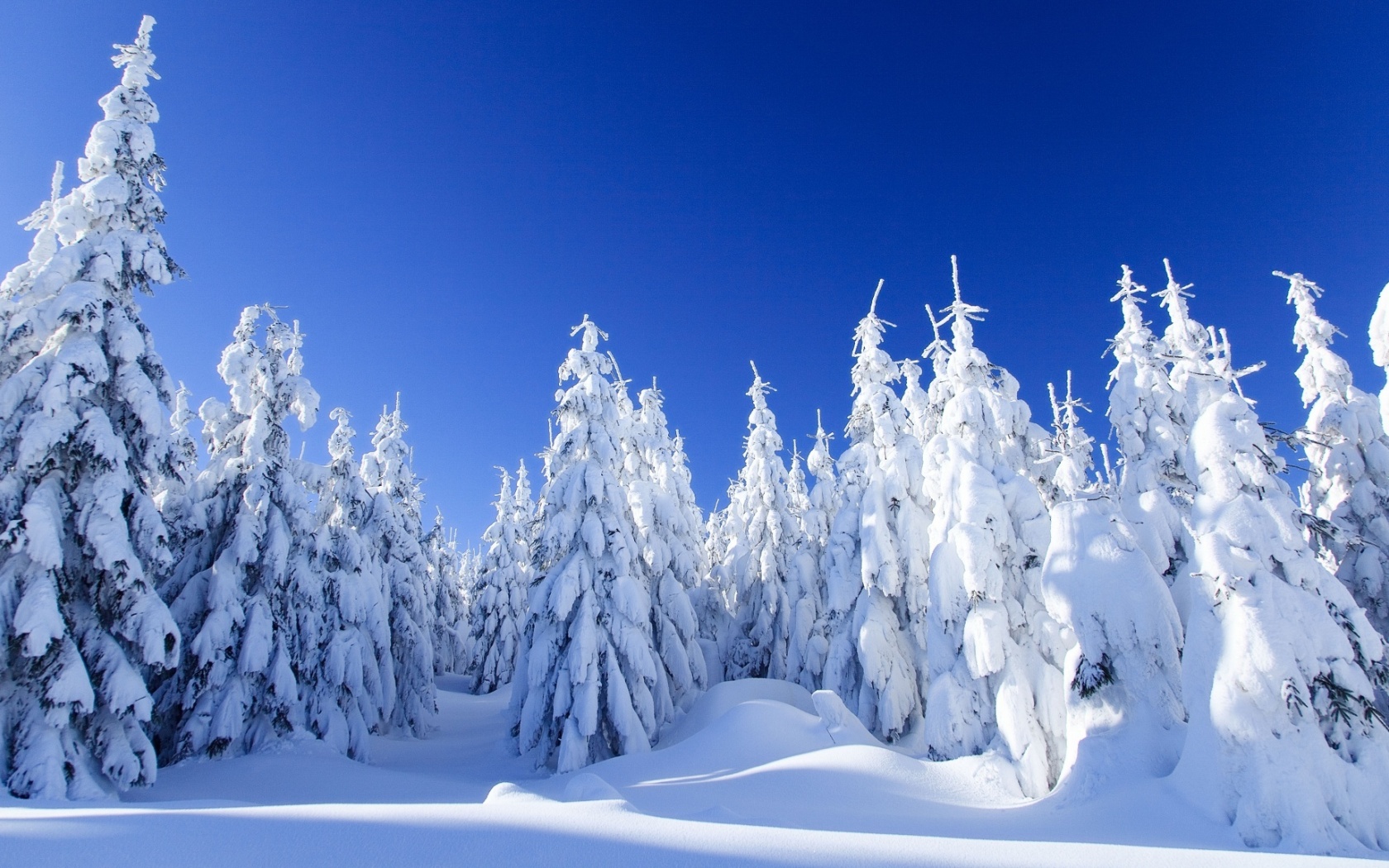 Download mobile wallpaper Winter, Snow, Forest, Tree, Earth for free.