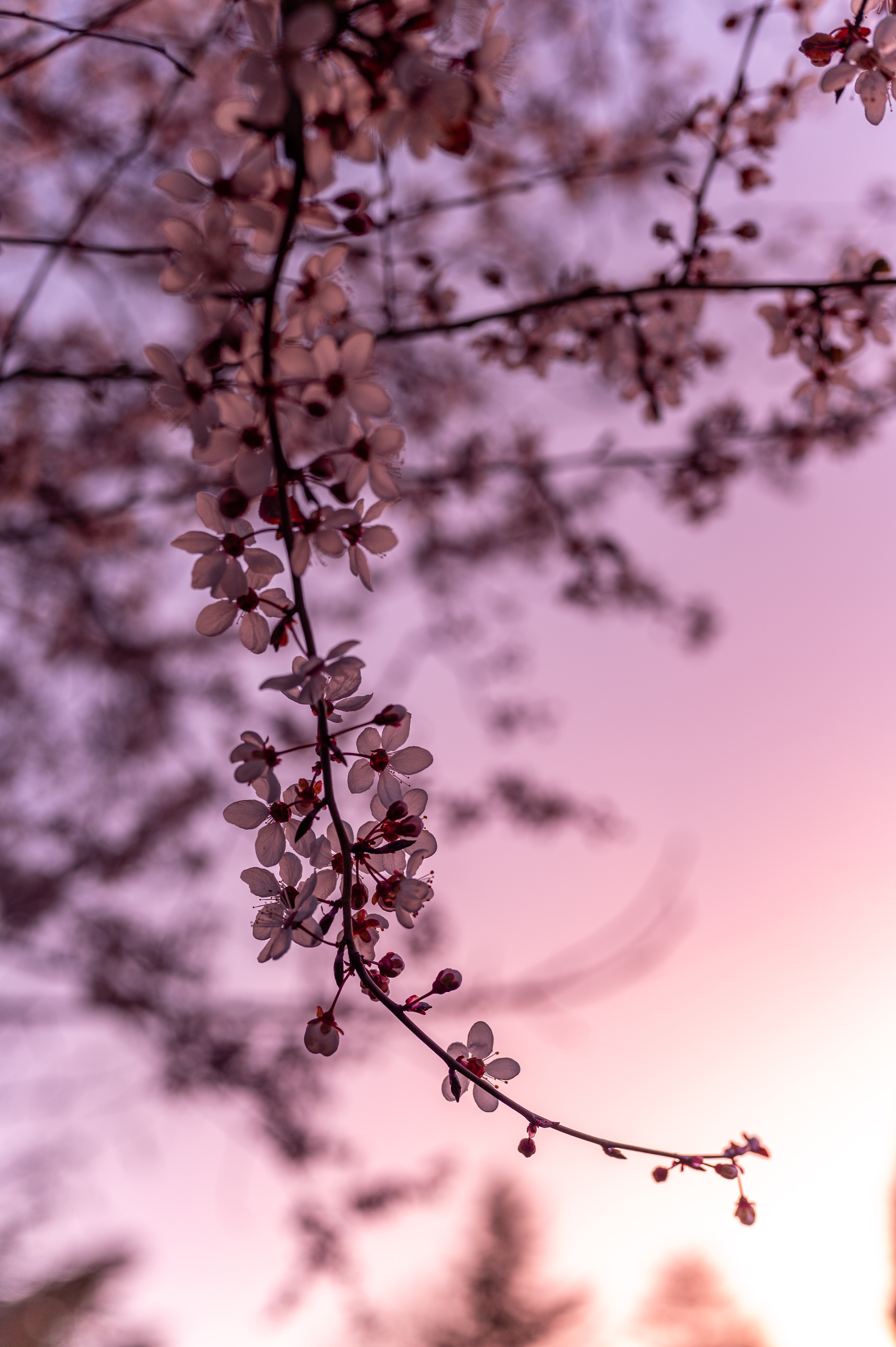 sakura, flowers, cherry, branch, spring