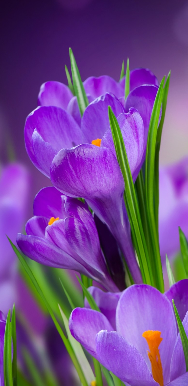 Download mobile wallpaper Flowers, Flower, Earth, Crocus for free.