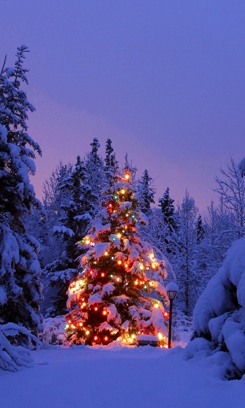 Handy-Wallpaper Feiertage, Schnee, Weihnachten, Licht, Wald, Baum, Farben, Weihnachtsbaum, Weihnachtsbeleuchtung kostenlos herunterladen.