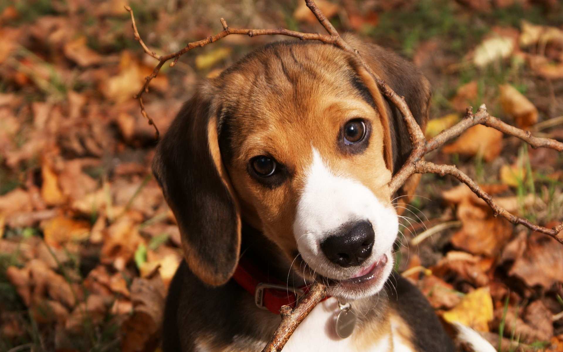 Handy-Wallpaper Tiere, Beagle kostenlos herunterladen.