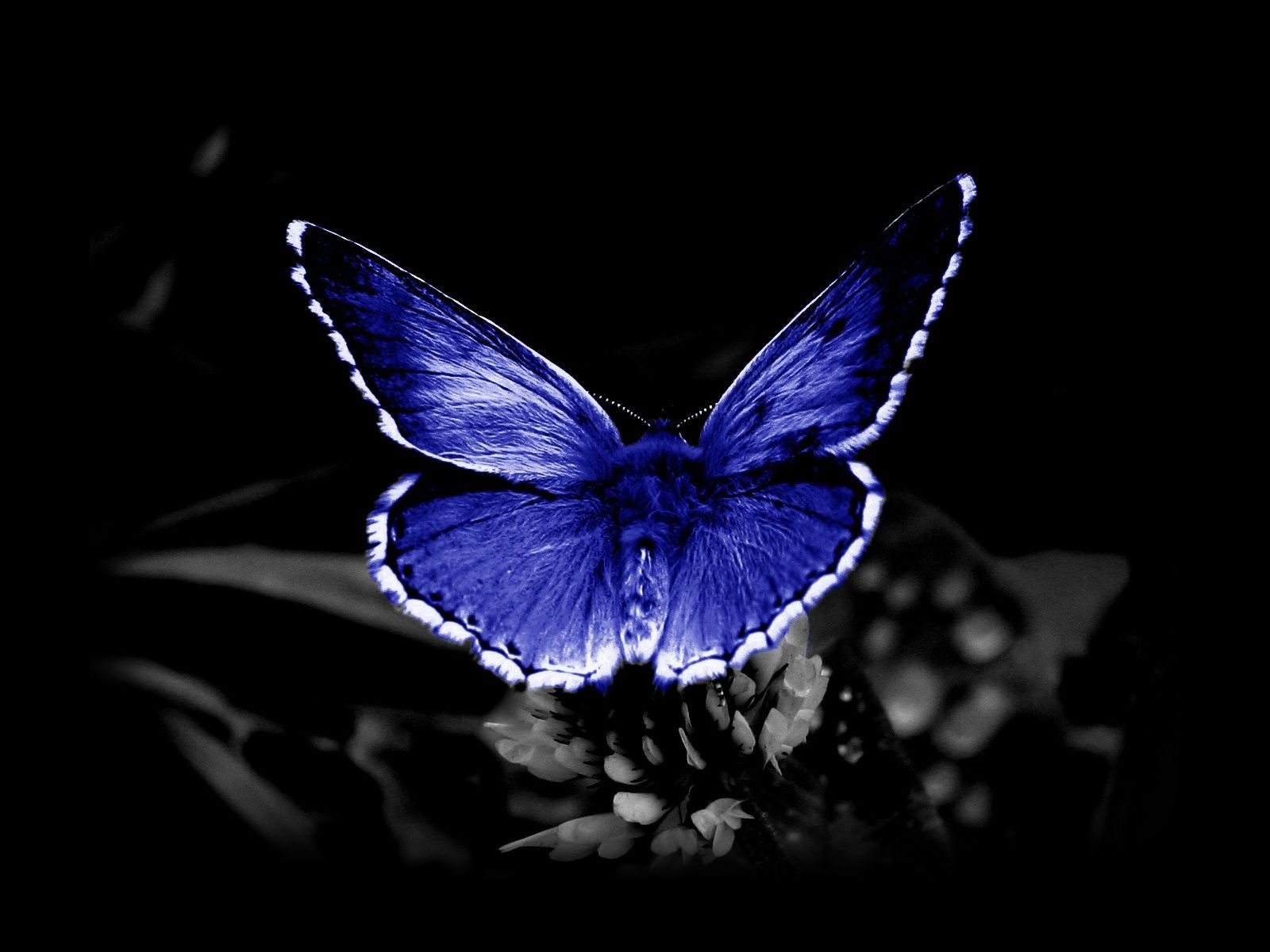 無料モバイル壁紙動物, 蝶, 青い, 閉じるをダウンロードします。