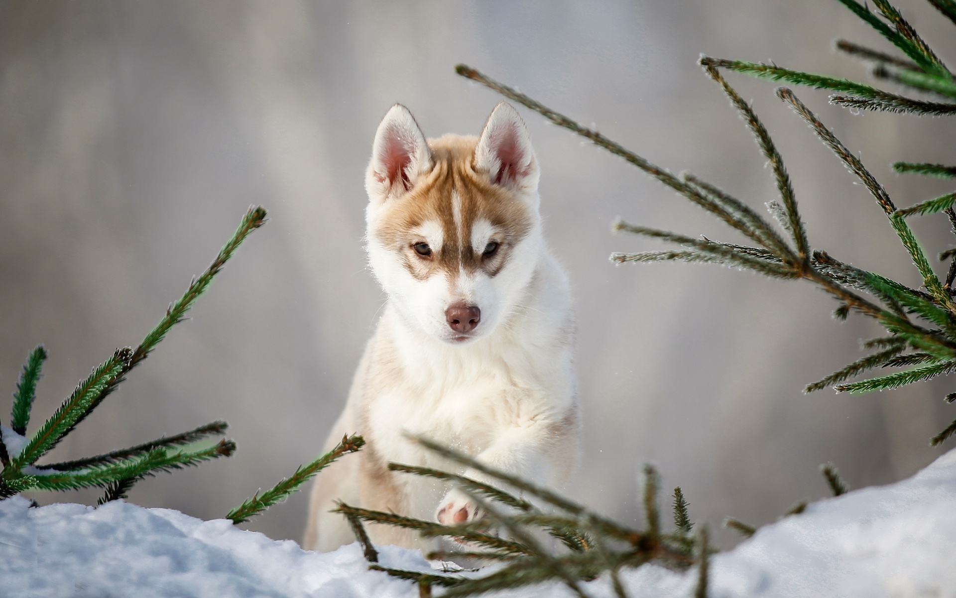 Free download wallpaper Dogs, Dog, Animal, Puppy, Husky, Baby Animal on your PC desktop