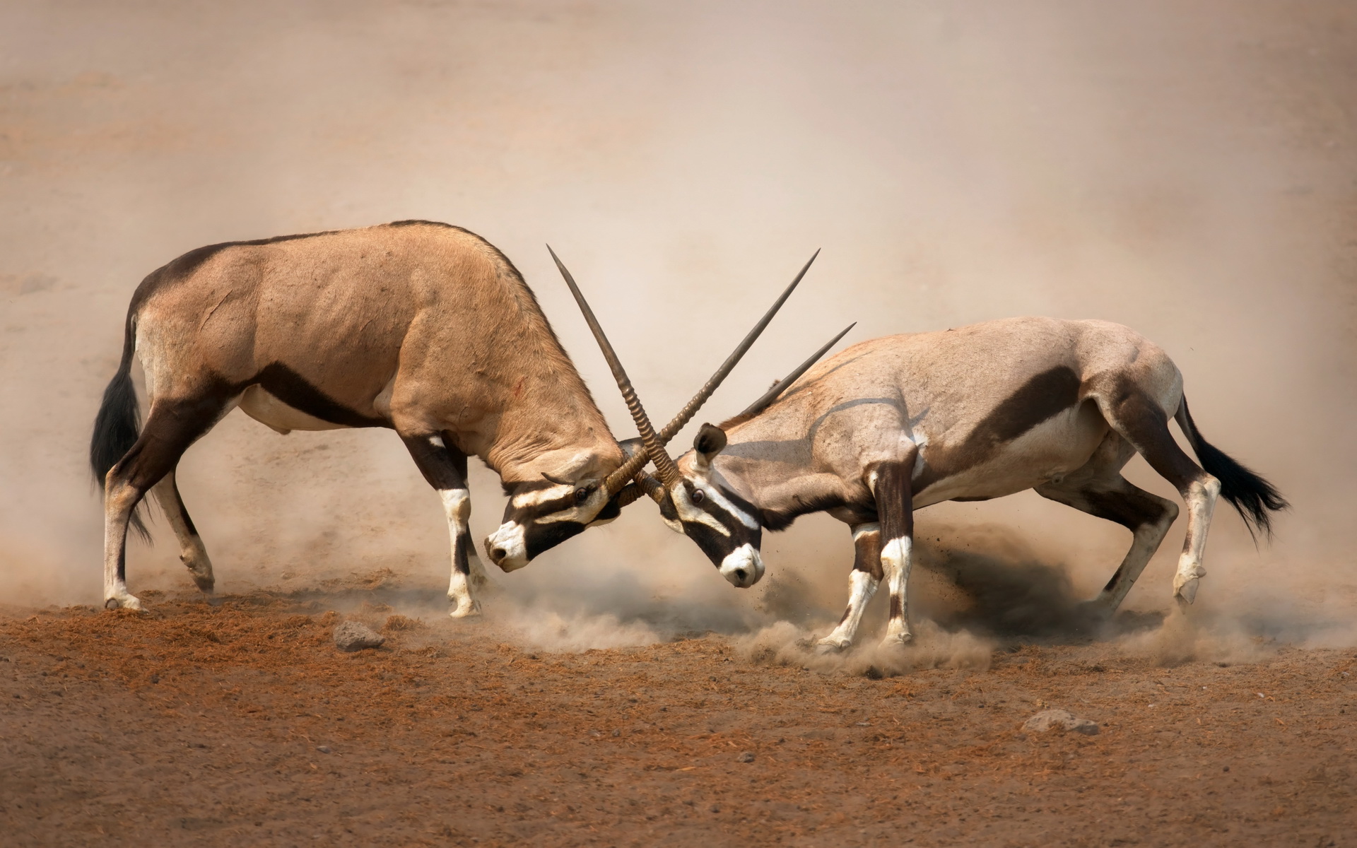 685828 télécharger l'image animaux, oryx, gemsbok - fonds d'écran et économiseurs d'écran gratuits