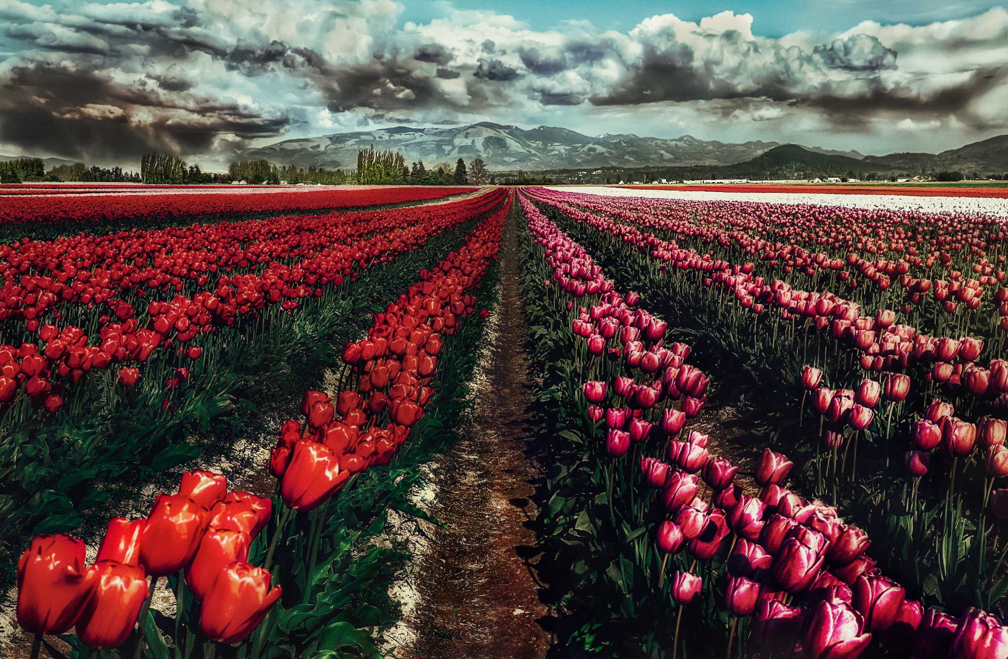 Free download wallpaper Landscape, Nature, Flowers, Summer, Flower, Earth, Field, Tulip, Red Flower, Pink Flower on your PC desktop