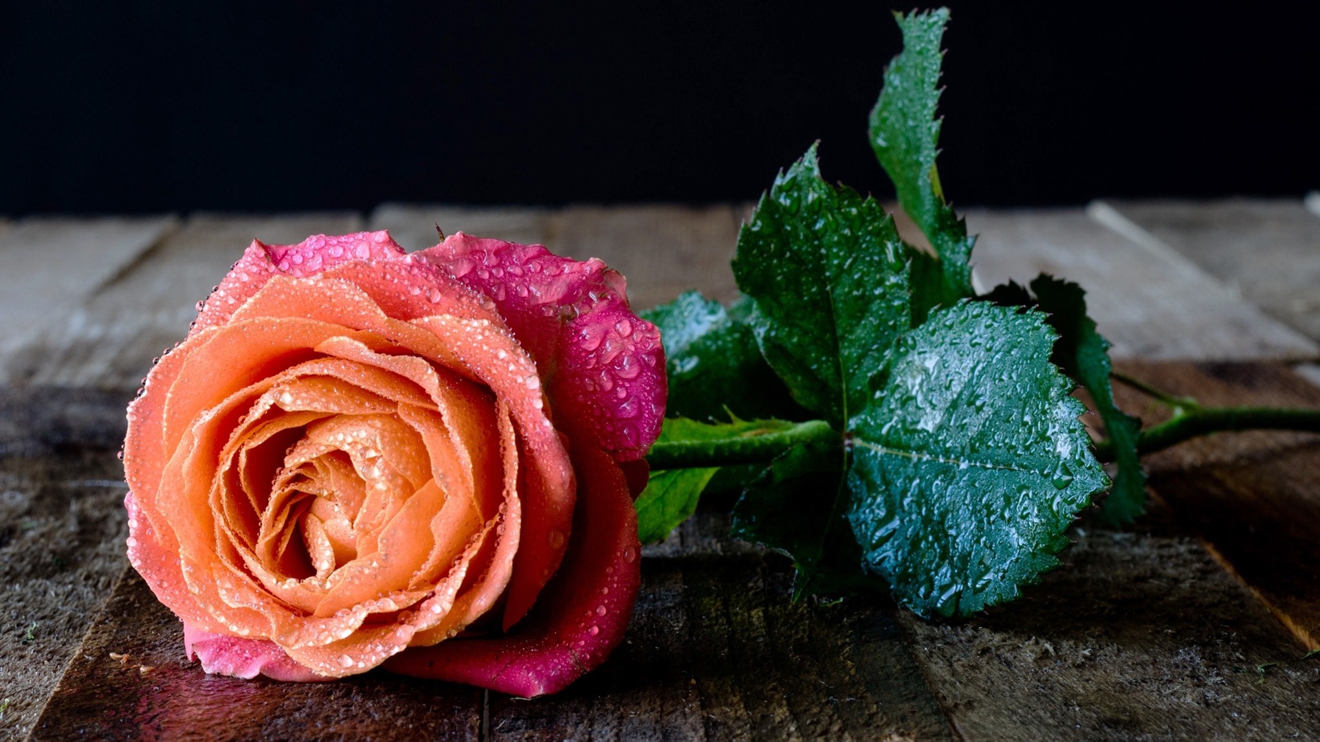 Descarga gratis la imagen Flores, Rosa, Flor, Tierra/naturaleza, Gota De Agua, Provenir en el escritorio de tu PC