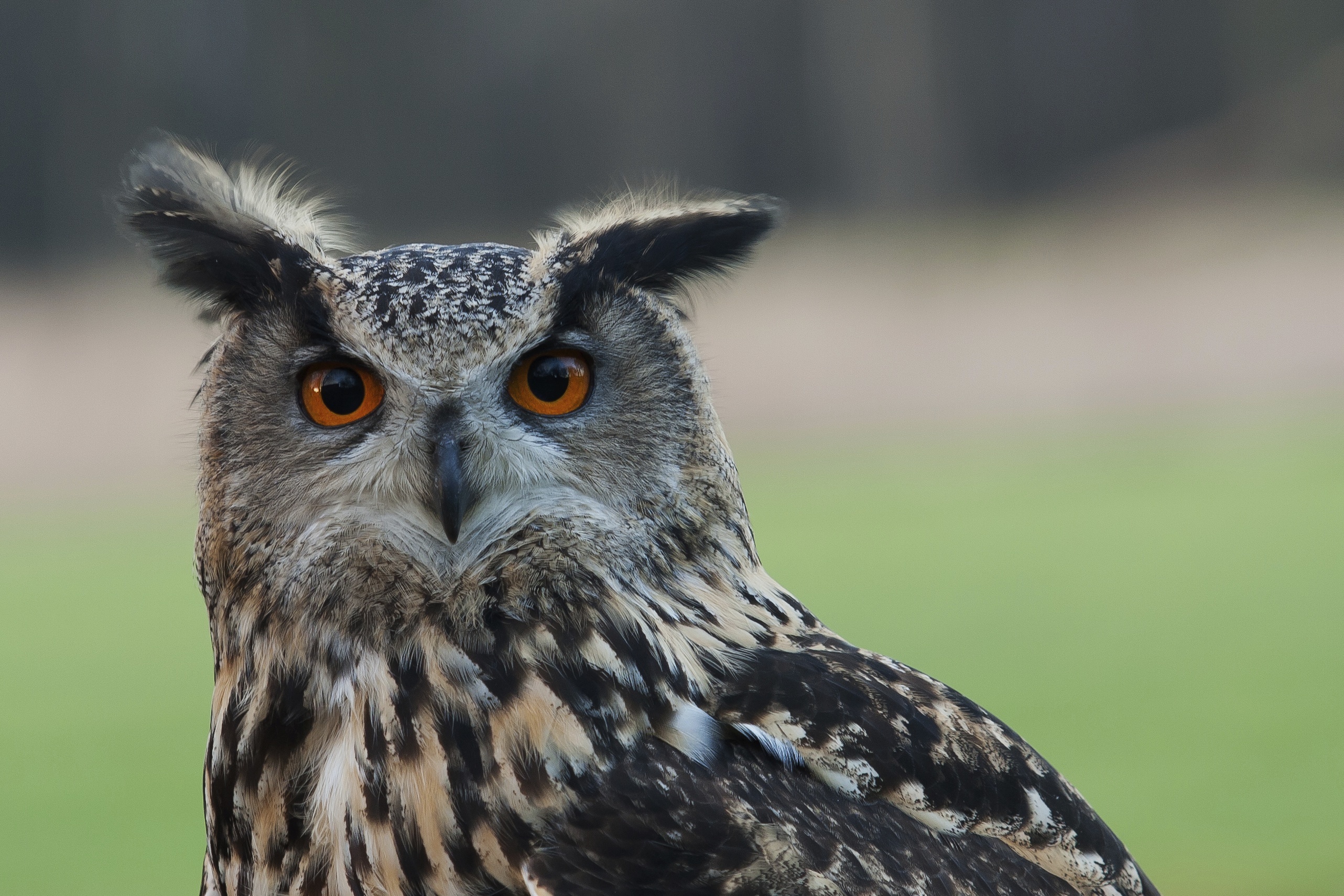 Téléchargez des papiers peints mobile Hibou, Des Oiseaux, Animaux gratuitement.