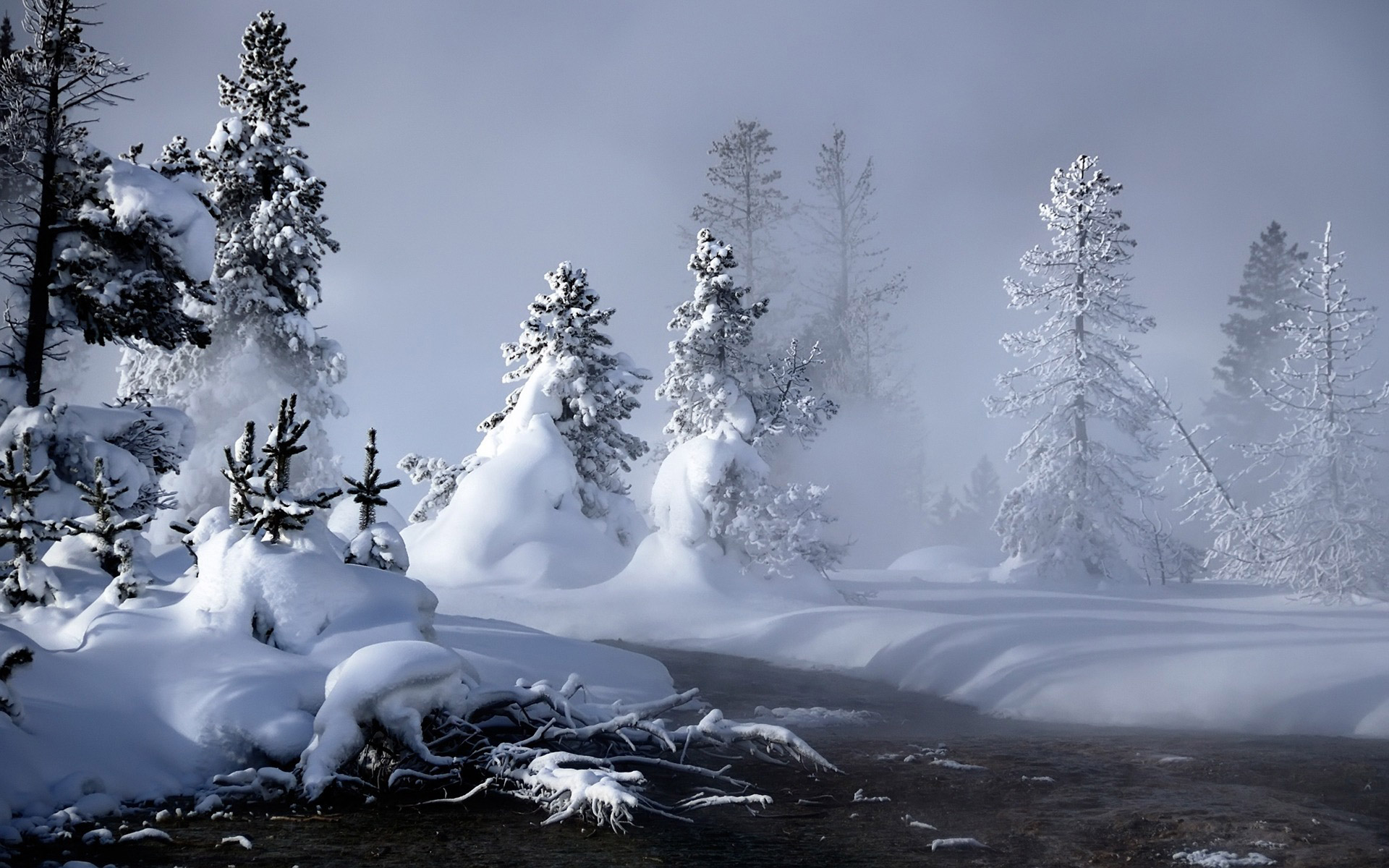 Download mobile wallpaper Snow, Winter, Forest, Earth for free.