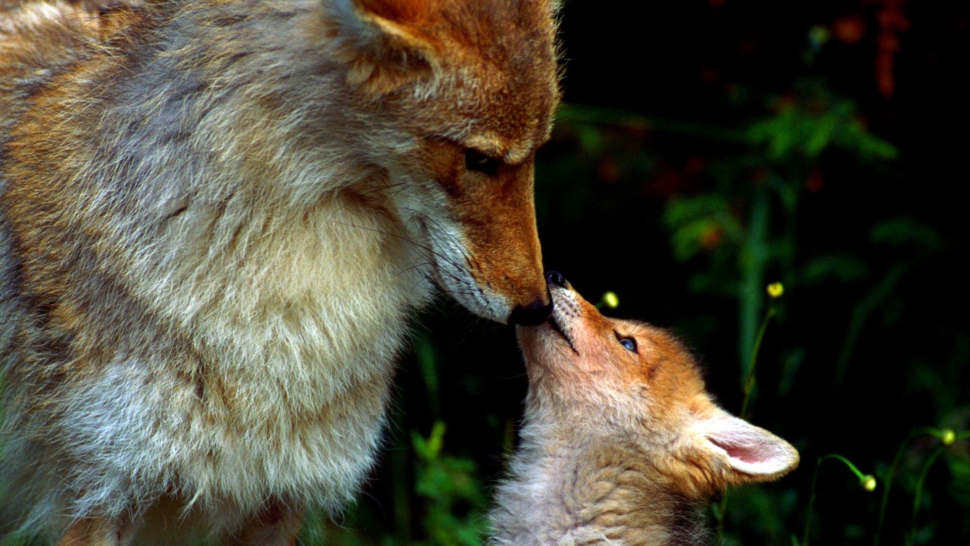 animal, fox, cub