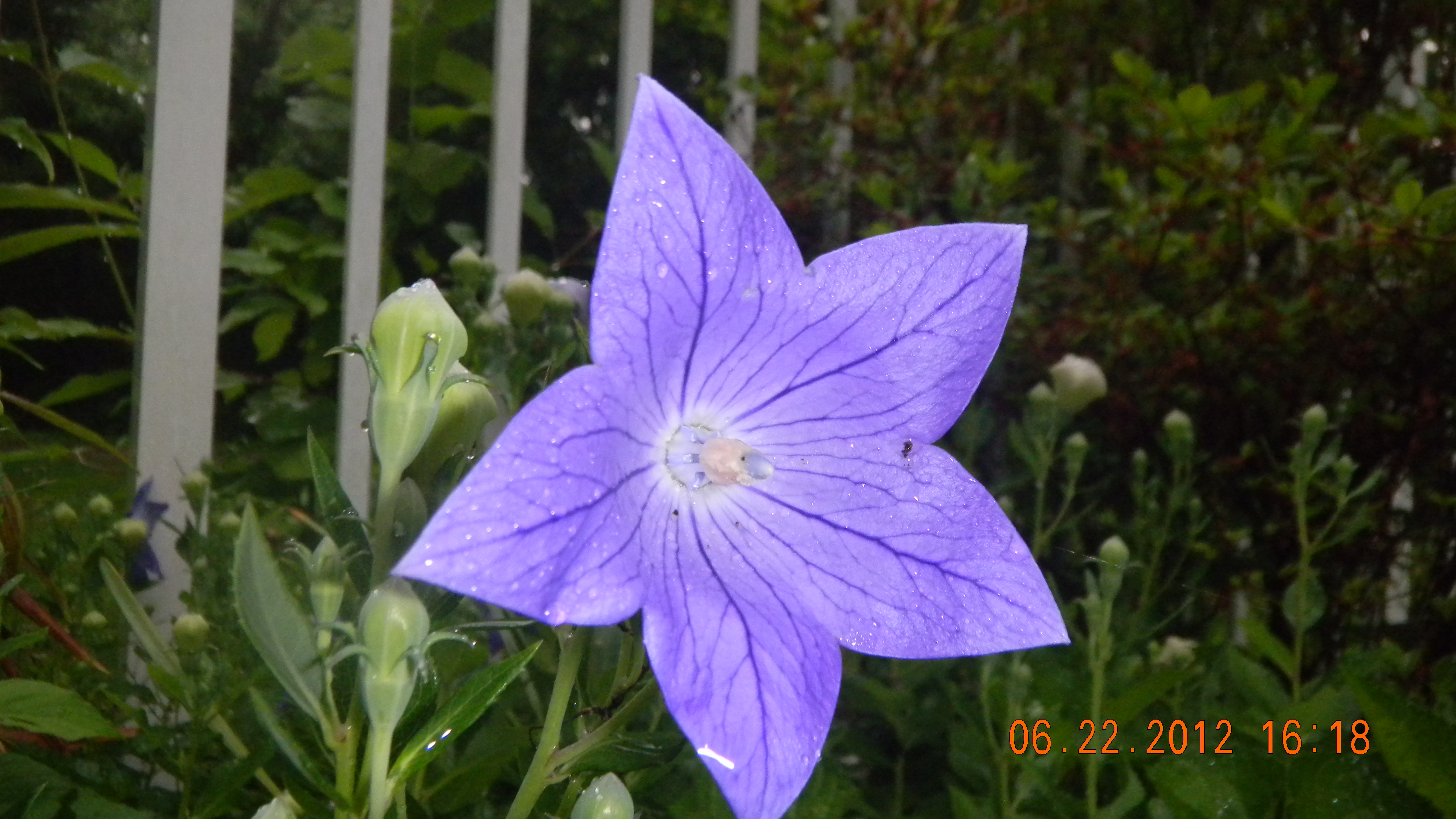 Descarga gratis la imagen Flores, Flor, Tierra/naturaleza en el escritorio de tu PC