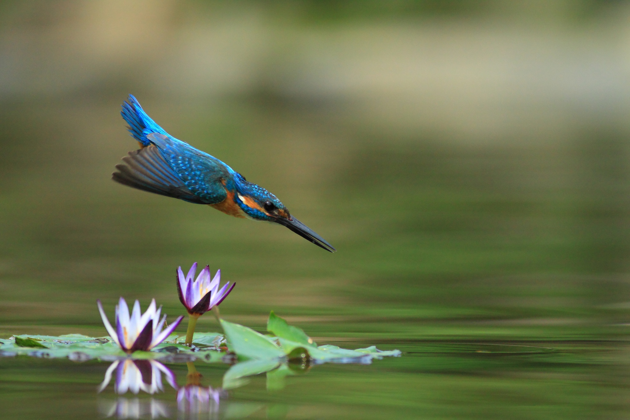 Download mobile wallpaper Birds, Water, Bird, Animal, Water Lily, Kingfisher for free.