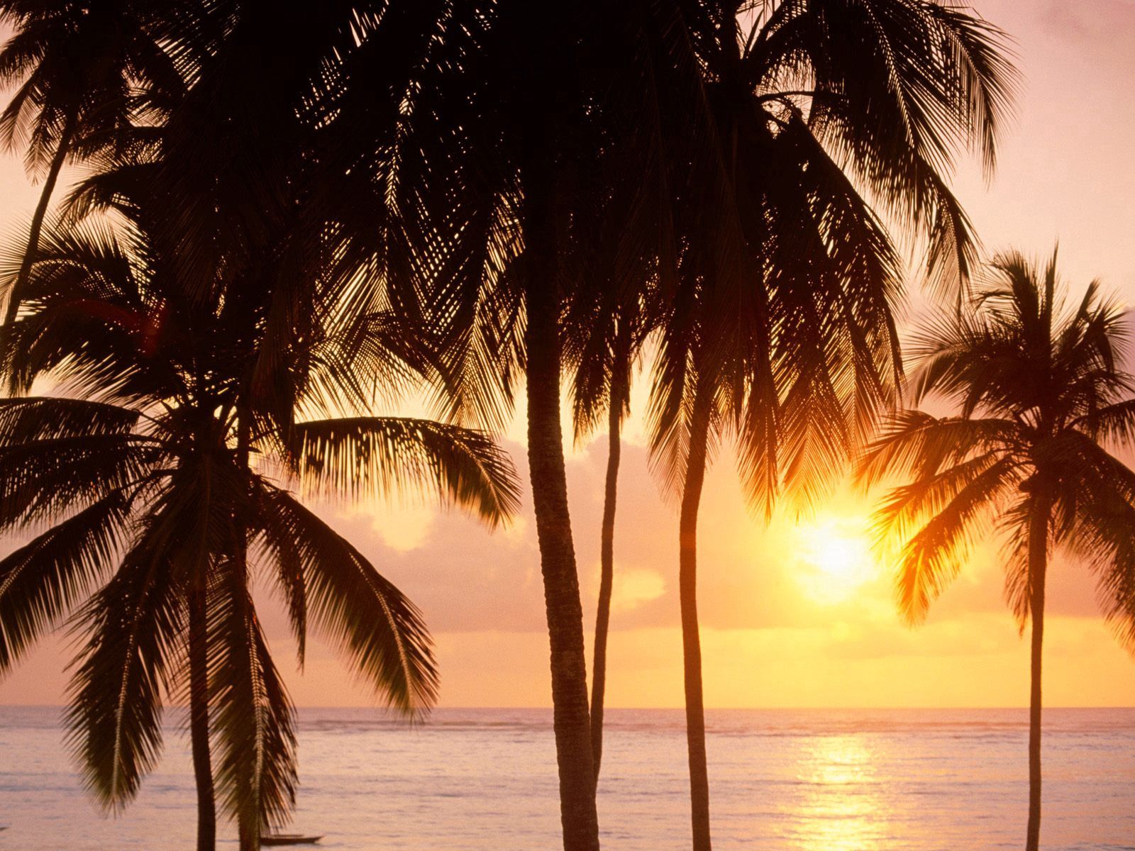Free download wallpaper Nature, Sea, Sun, Palms, Beach on your PC desktop