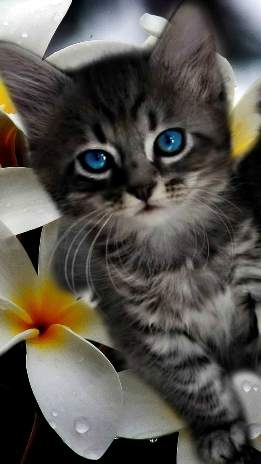 Скачати мобільні шпалери Квітка, Кішка, Кошеня, Тварина, Коти, Зелені Очі, Блакитні Очі безкоштовно.