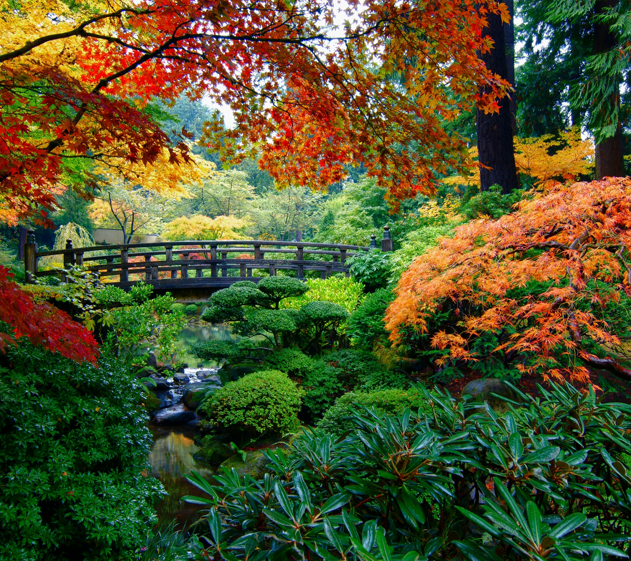 Free download wallpaper Tree, Fall, Bridge, Garden, Man Made, Japanese Garden on your PC desktop