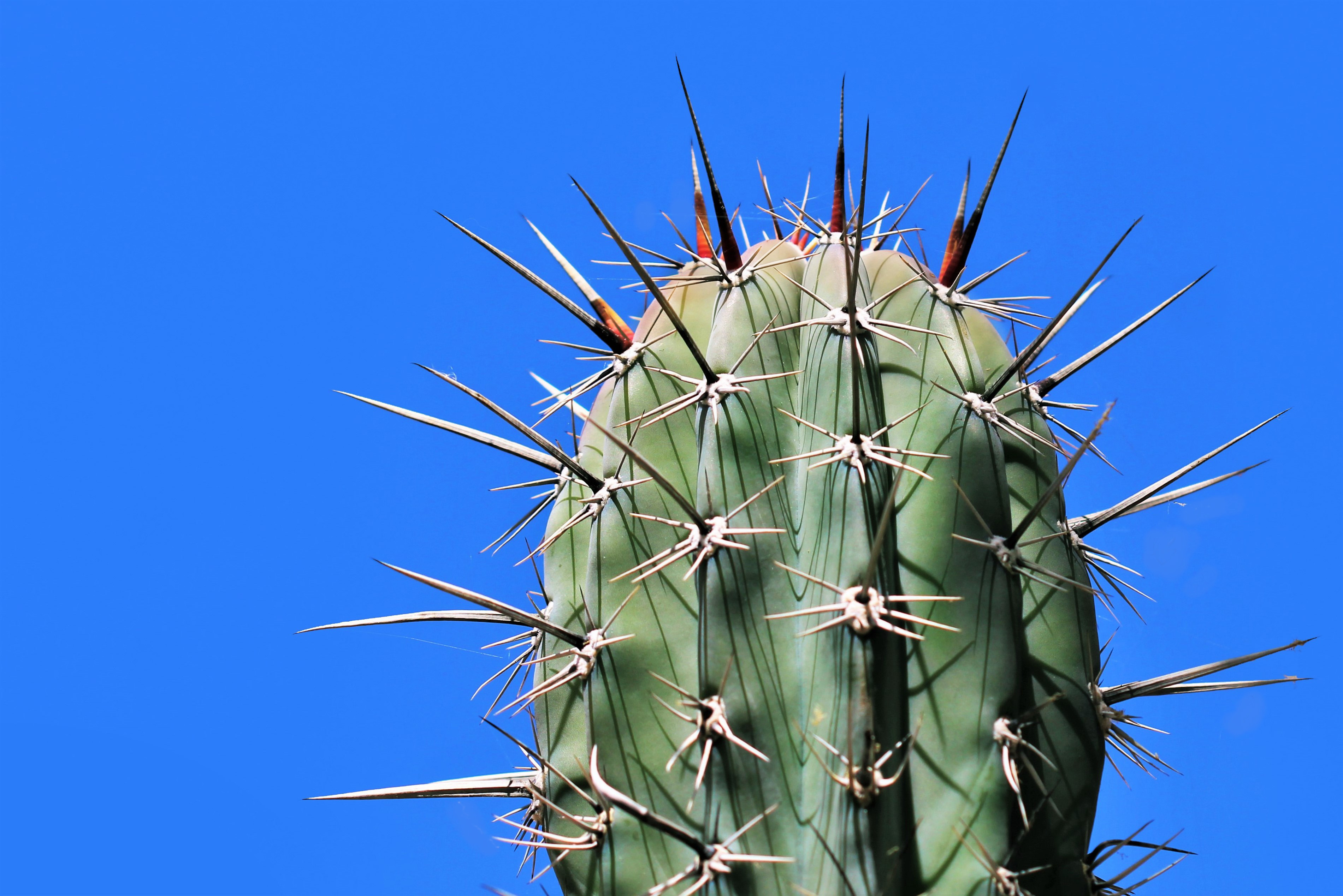 needle, plant, macro, cactus, thorns, prickles 4K
