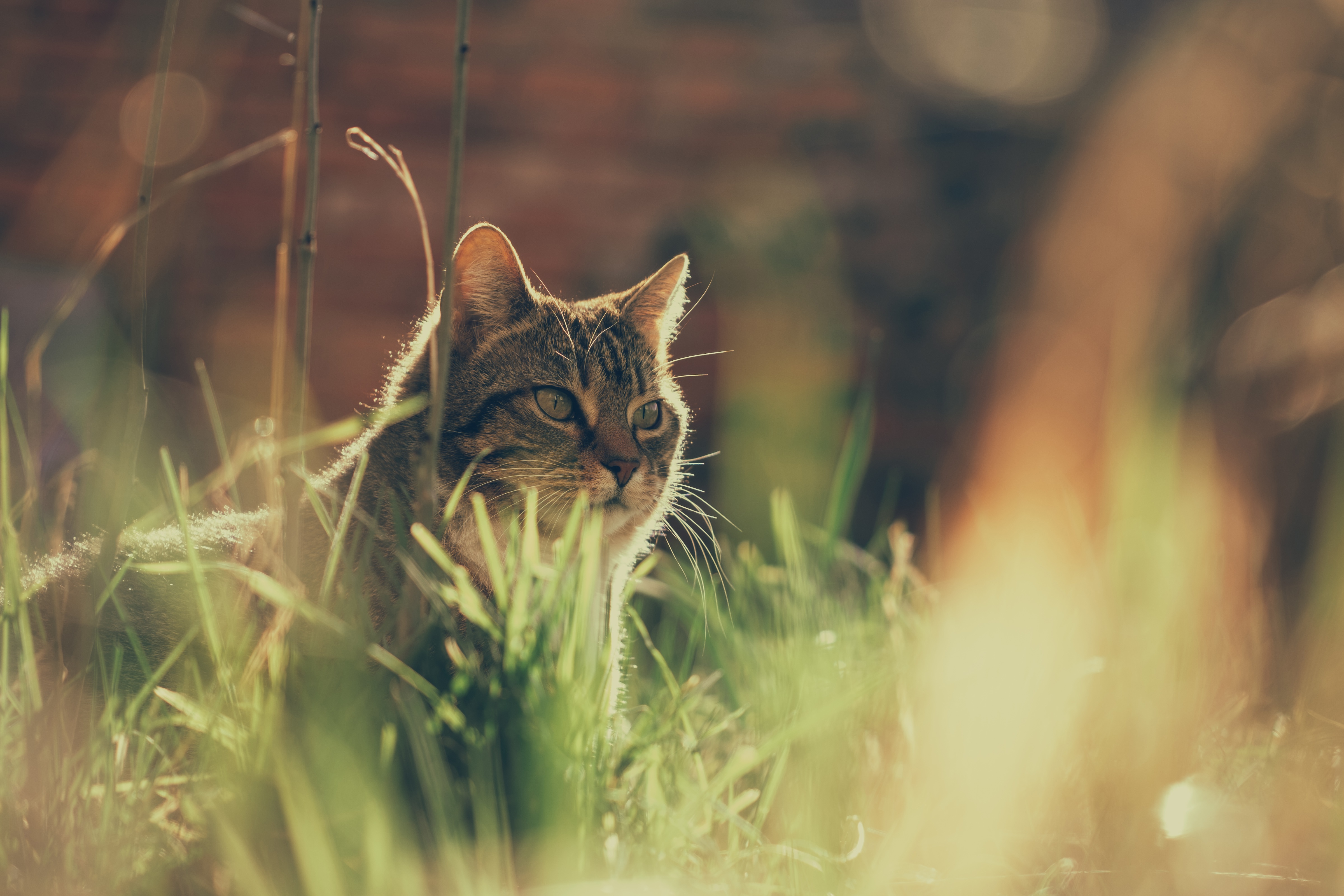 Baixe gratuitamente a imagem Gato, Gatos, Animais na área de trabalho do seu PC