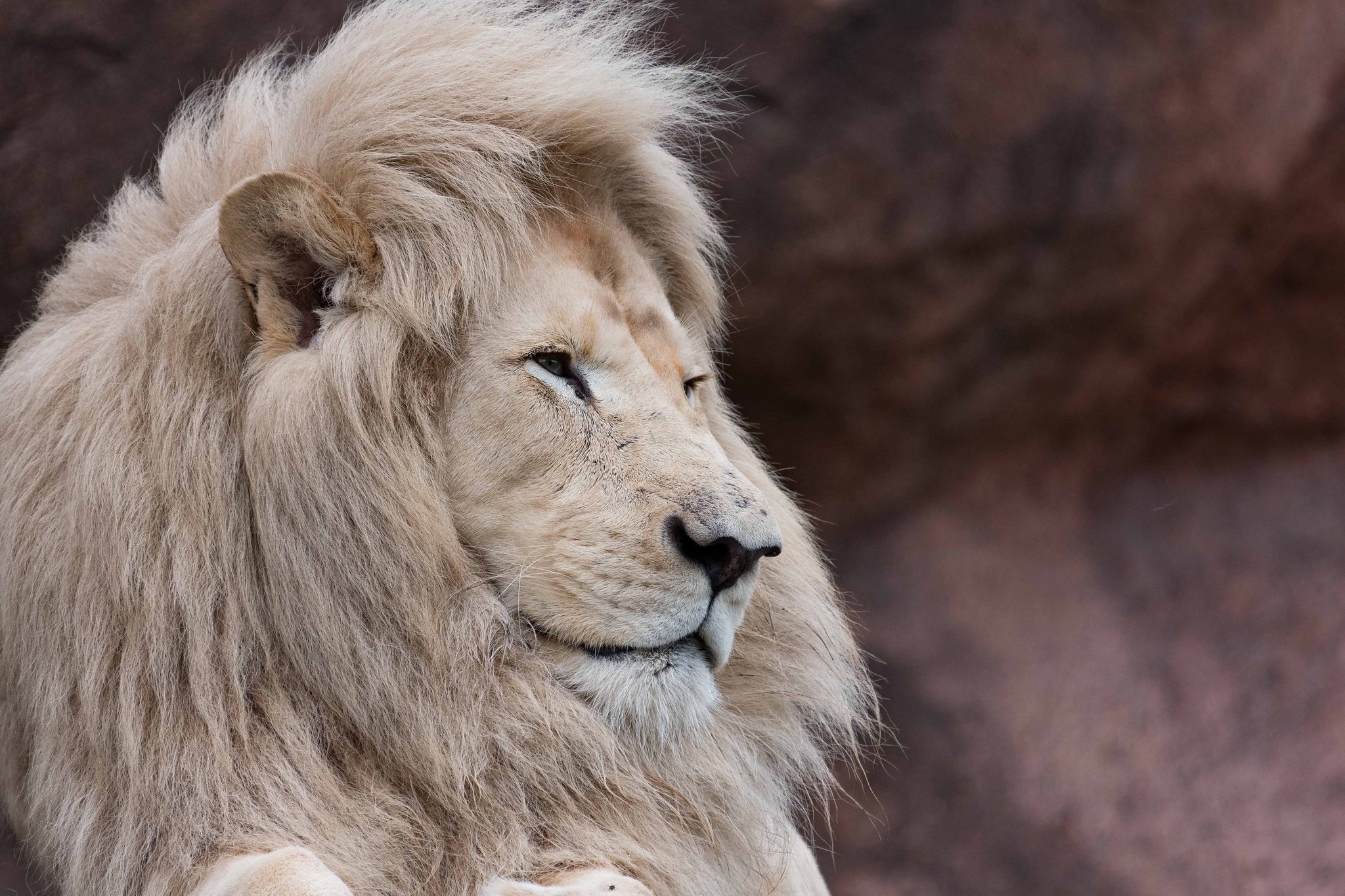 Téléchargez des papiers peints mobile Animaux, Chats, Lion gratuitement.