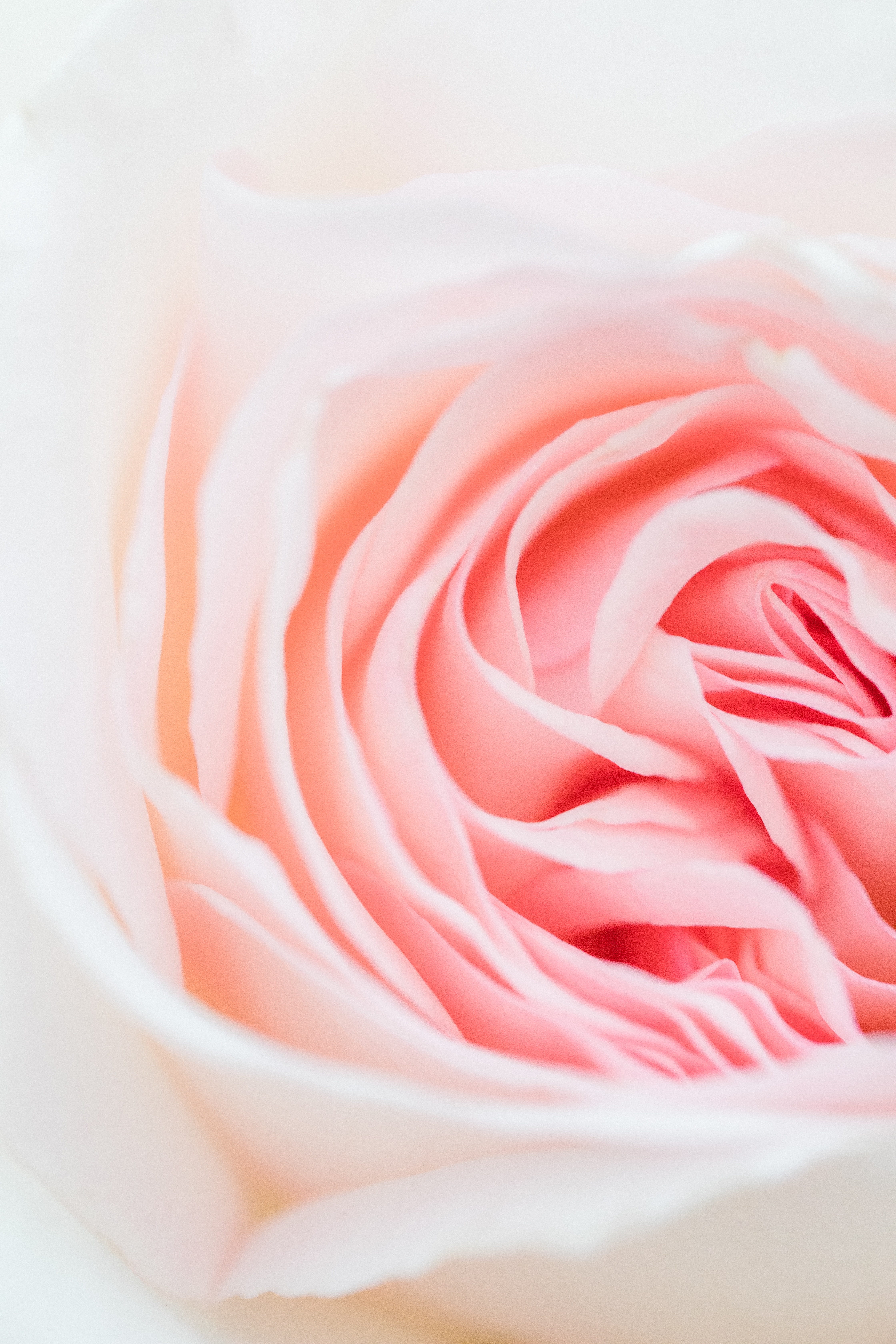 Download mobile wallpaper Petals, Close Up, Rose Flower, Macro, Rose, Flower, Pink for free.