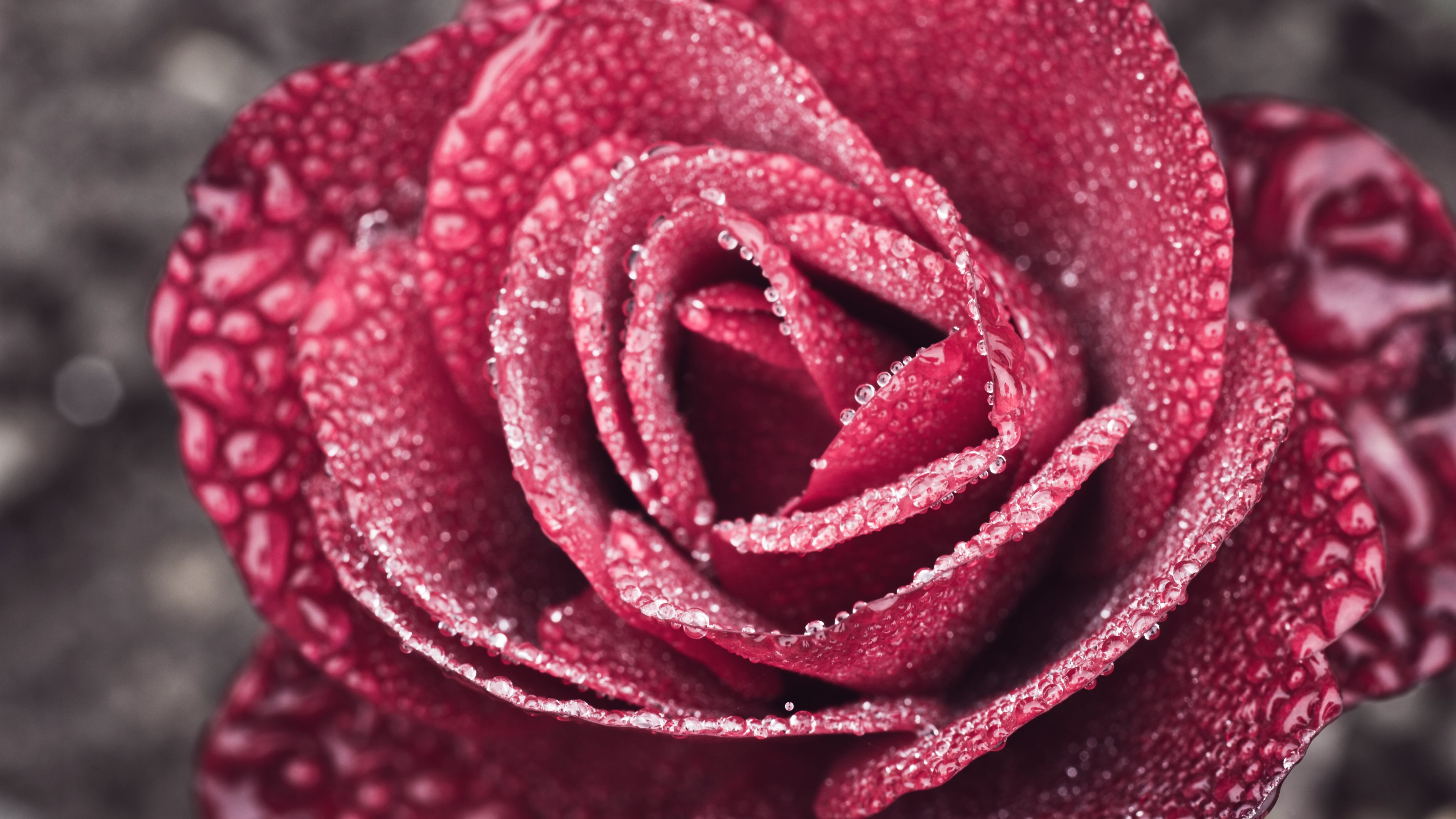 Скачать картинку Красная Роза, Флауэрсы, Цветок, Роза, Земля/природа в телефон бесплатно.