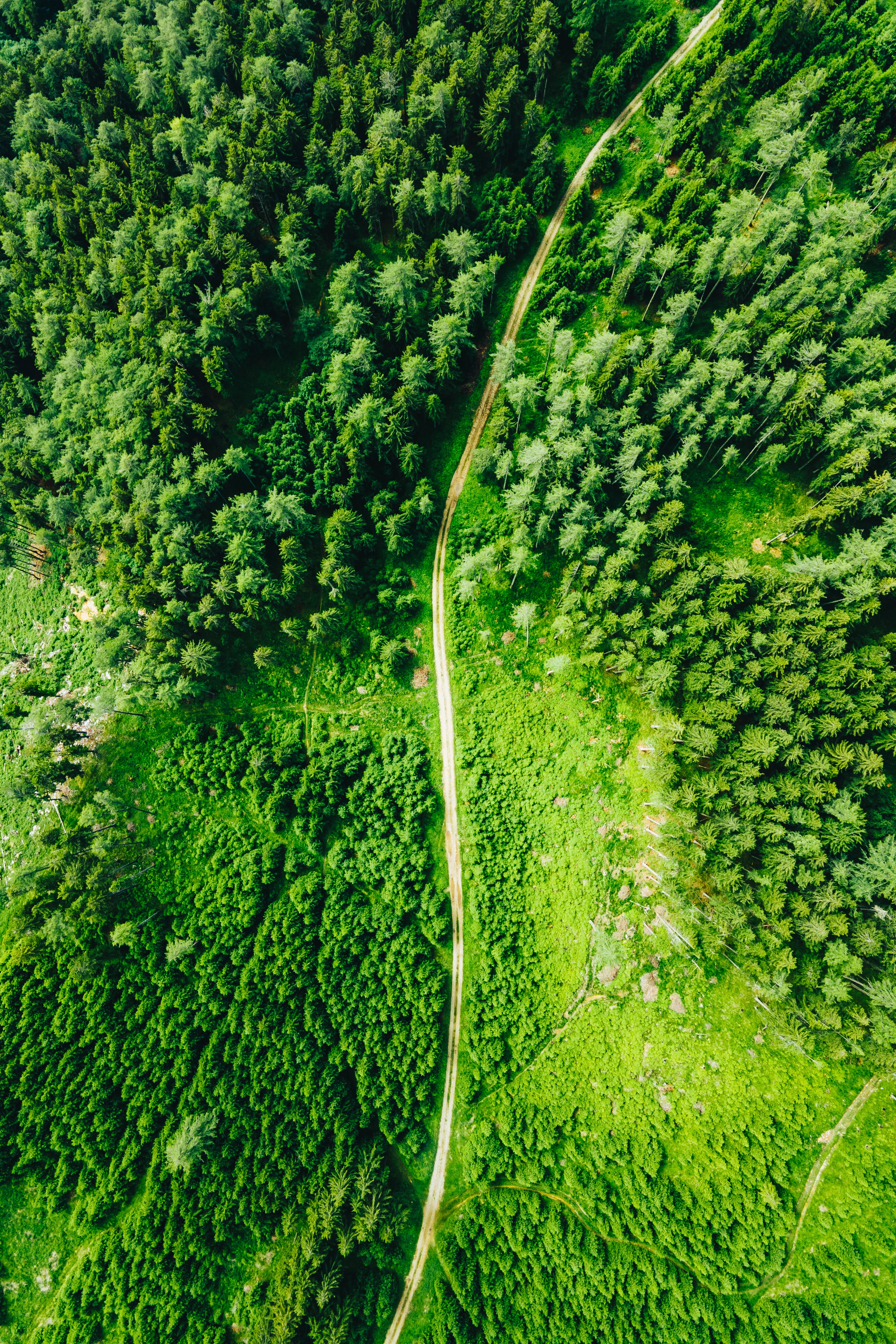 Free download wallpaper View From Above, Road, Forest, Spruce, Fir, Nature, Trees on your PC desktop