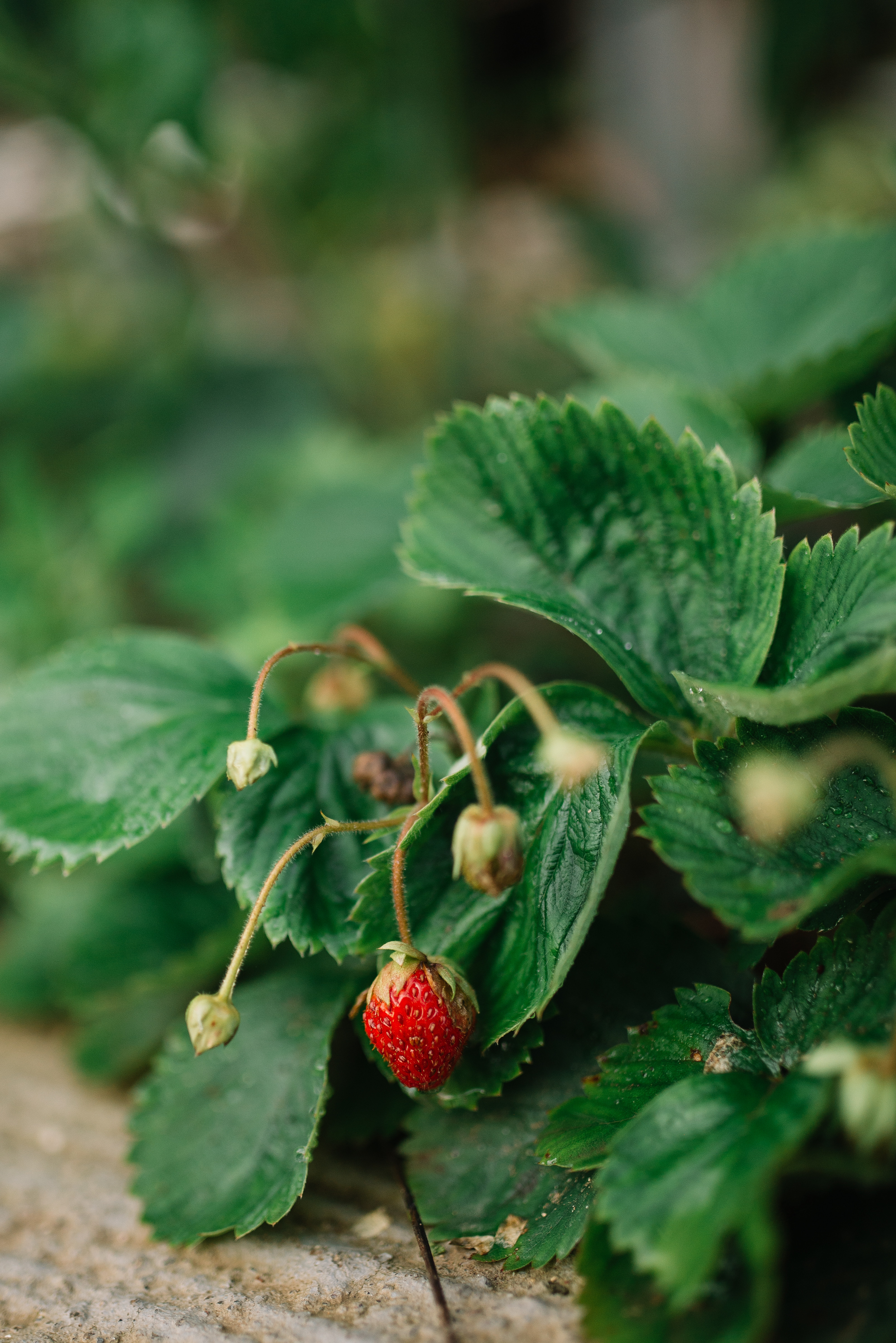Free download wallpaper Food, Grass, Leaves, Macro, Berry, Wild Strawberries, Strawberry on your PC desktop