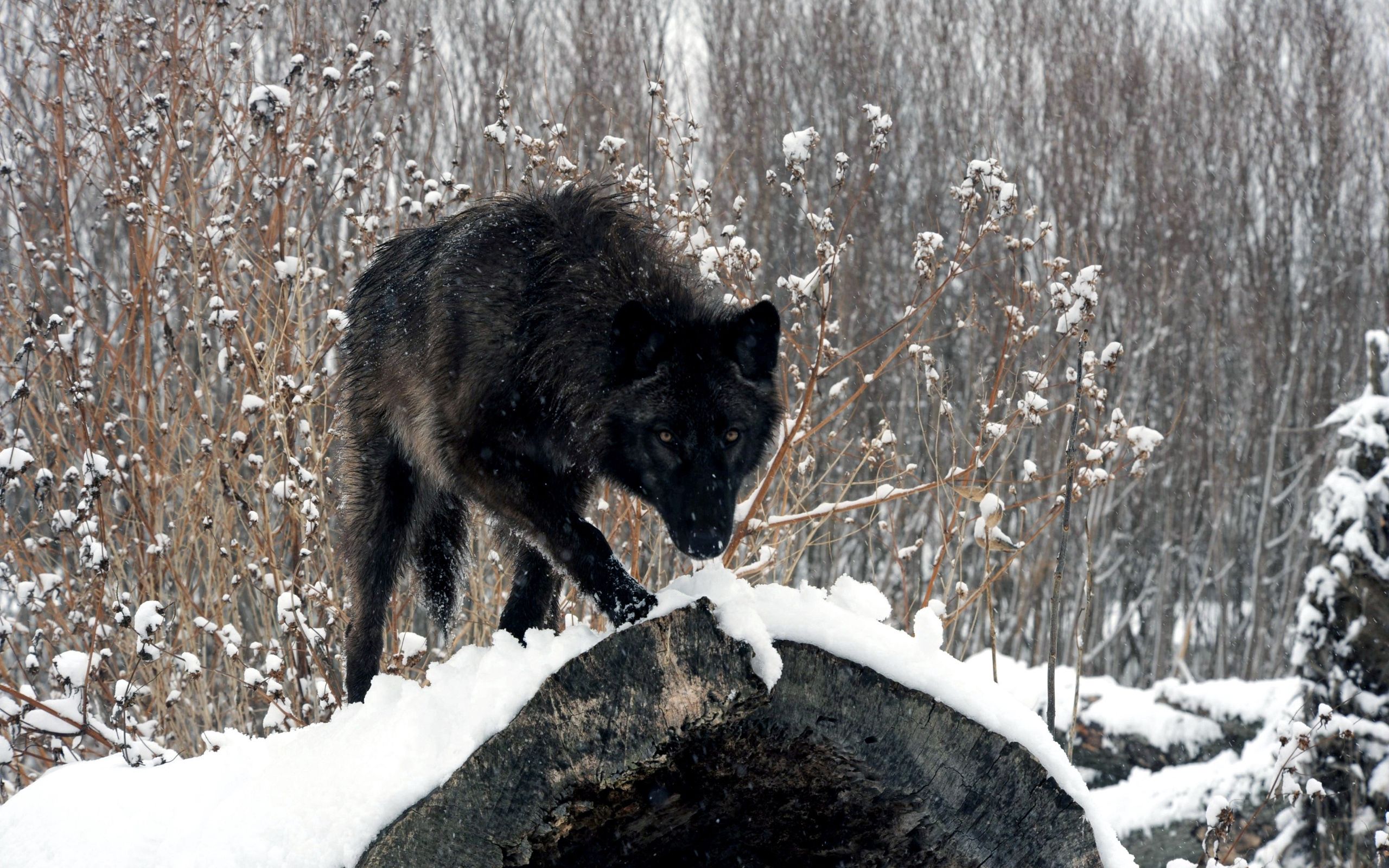 Download mobile wallpaper Wolf, Log, Sight, Opinion, Winter, Animals, Snow, Forest for free.