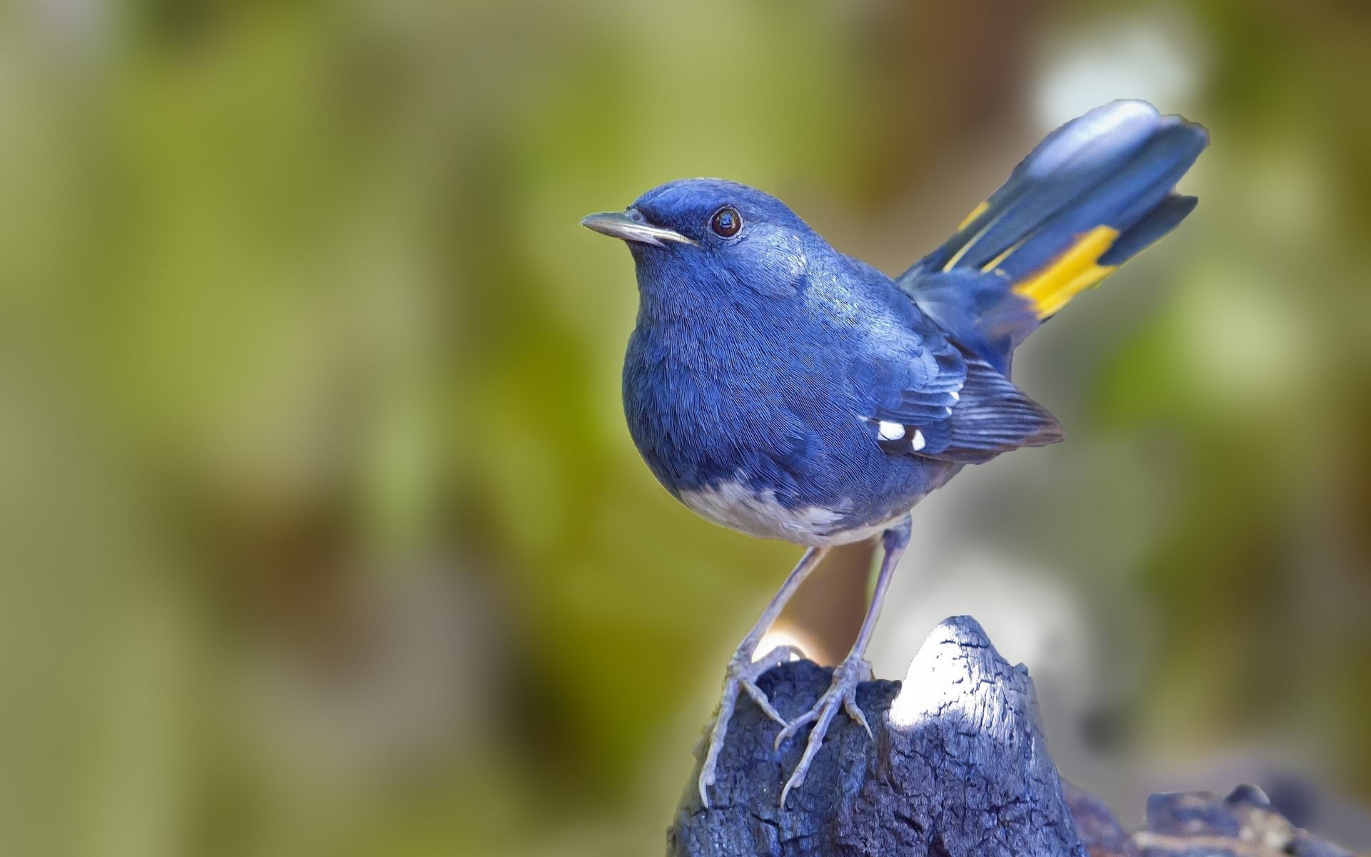 Téléchargez gratuitement l'image Animaux, Oiseau, Des Oiseaux sur le bureau de votre PC