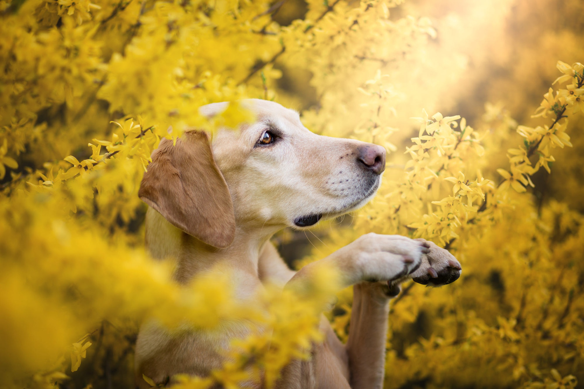 Handy-Wallpaper Tiere, Hunde, Blume, Hund, Golden Retriever, Gelbe Blume kostenlos herunterladen.